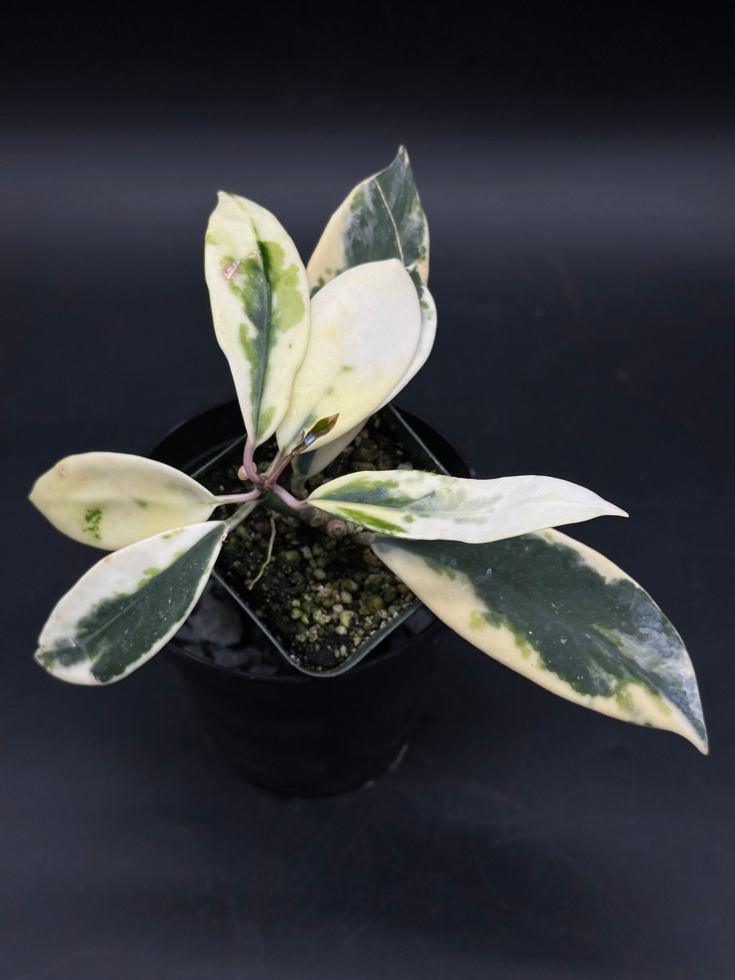 Hoya diversifolia 'Albomarginata' in a small pot, showcasing its cream and dark-green variegated leaves with pinkish petioles, ideal for exotic plant collectors.