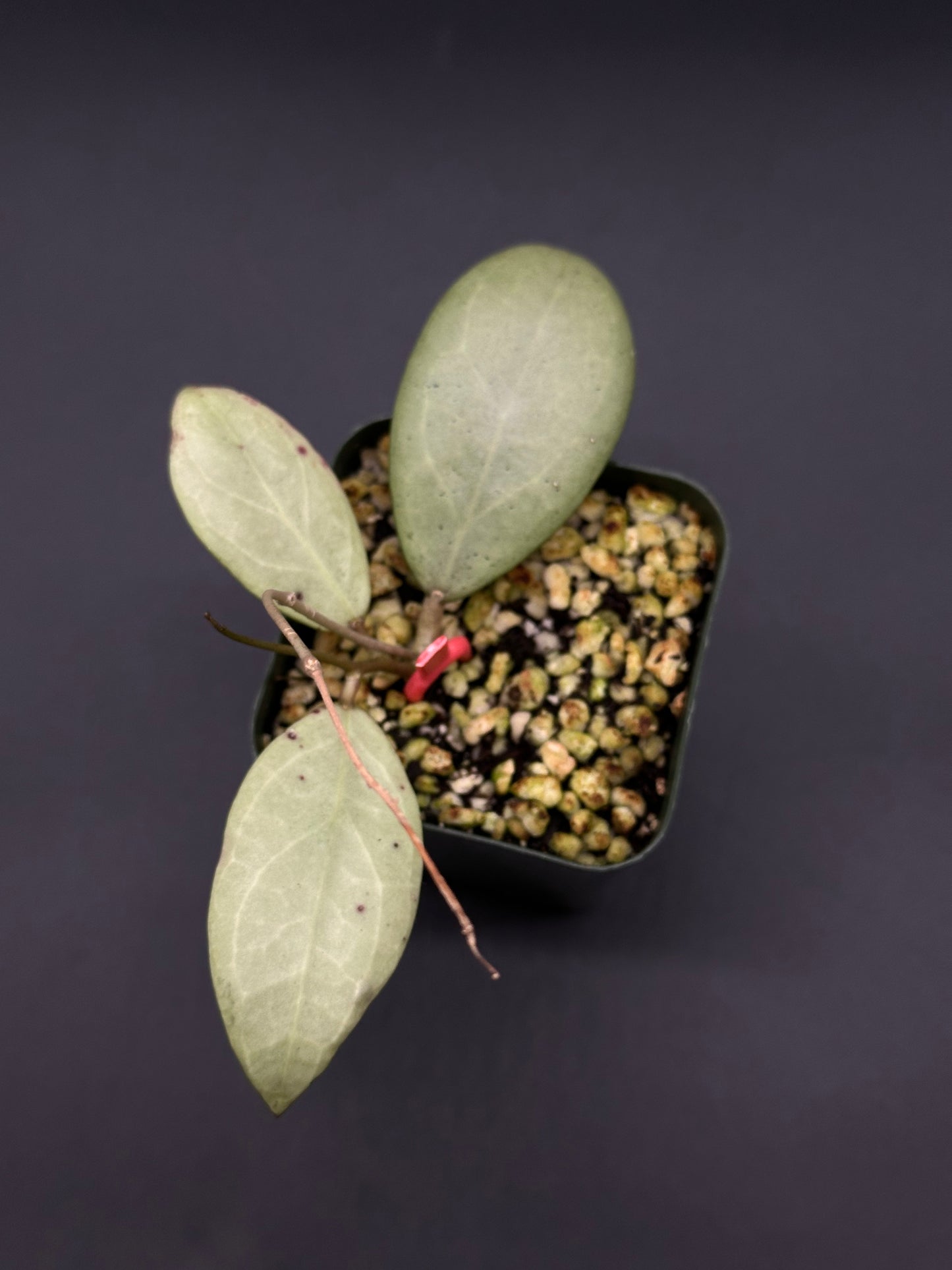 Hoya Erythrostemma Silver in a pot, showcasing its unique leaf patterns, part of the exotic houseplant collection at Next World Exotics.