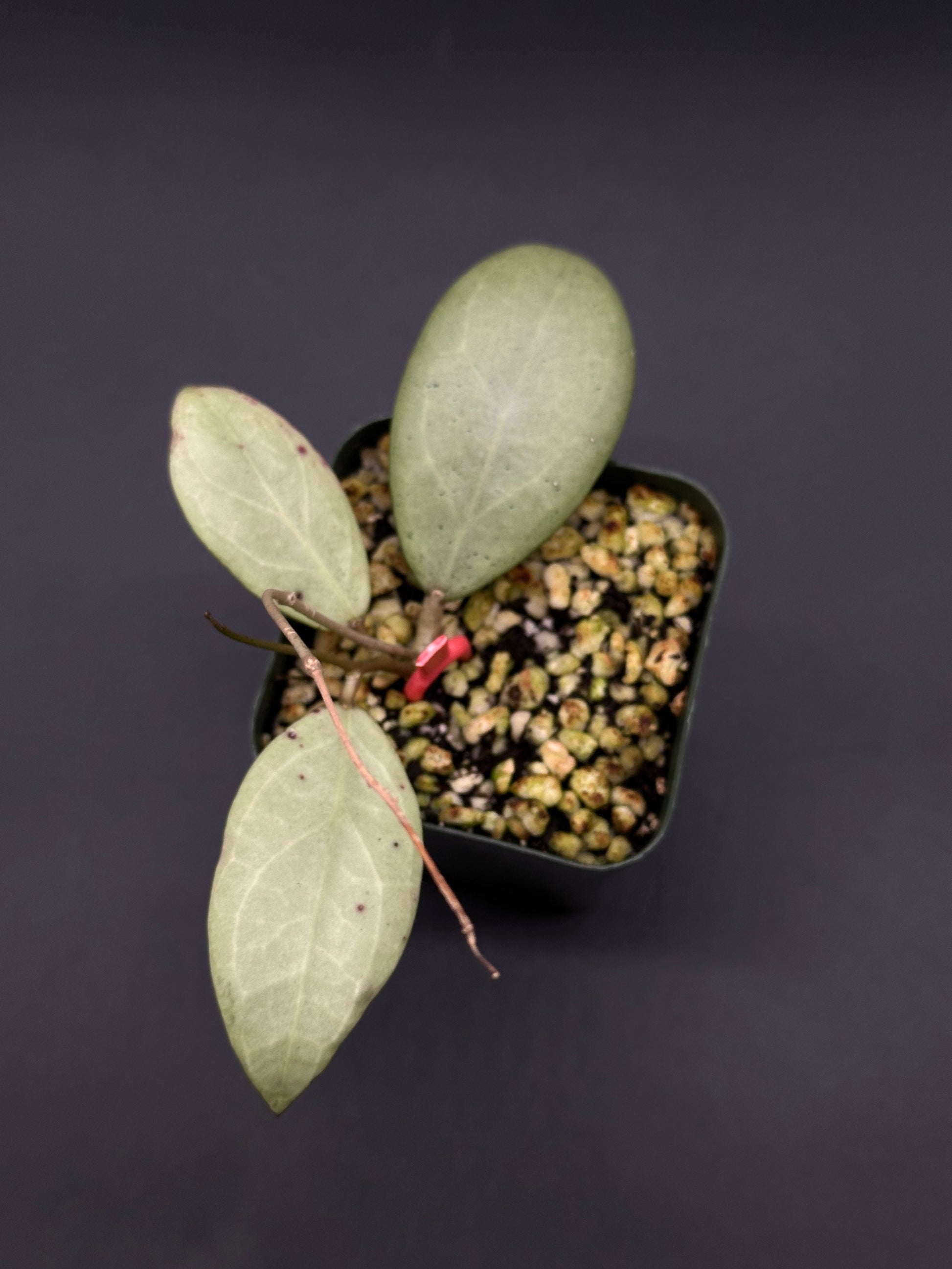 Hoya Erythrostemma Silver in a pot, showcasing its unique leaf patterns, part of the exotic houseplant collection at Next World Exotics.