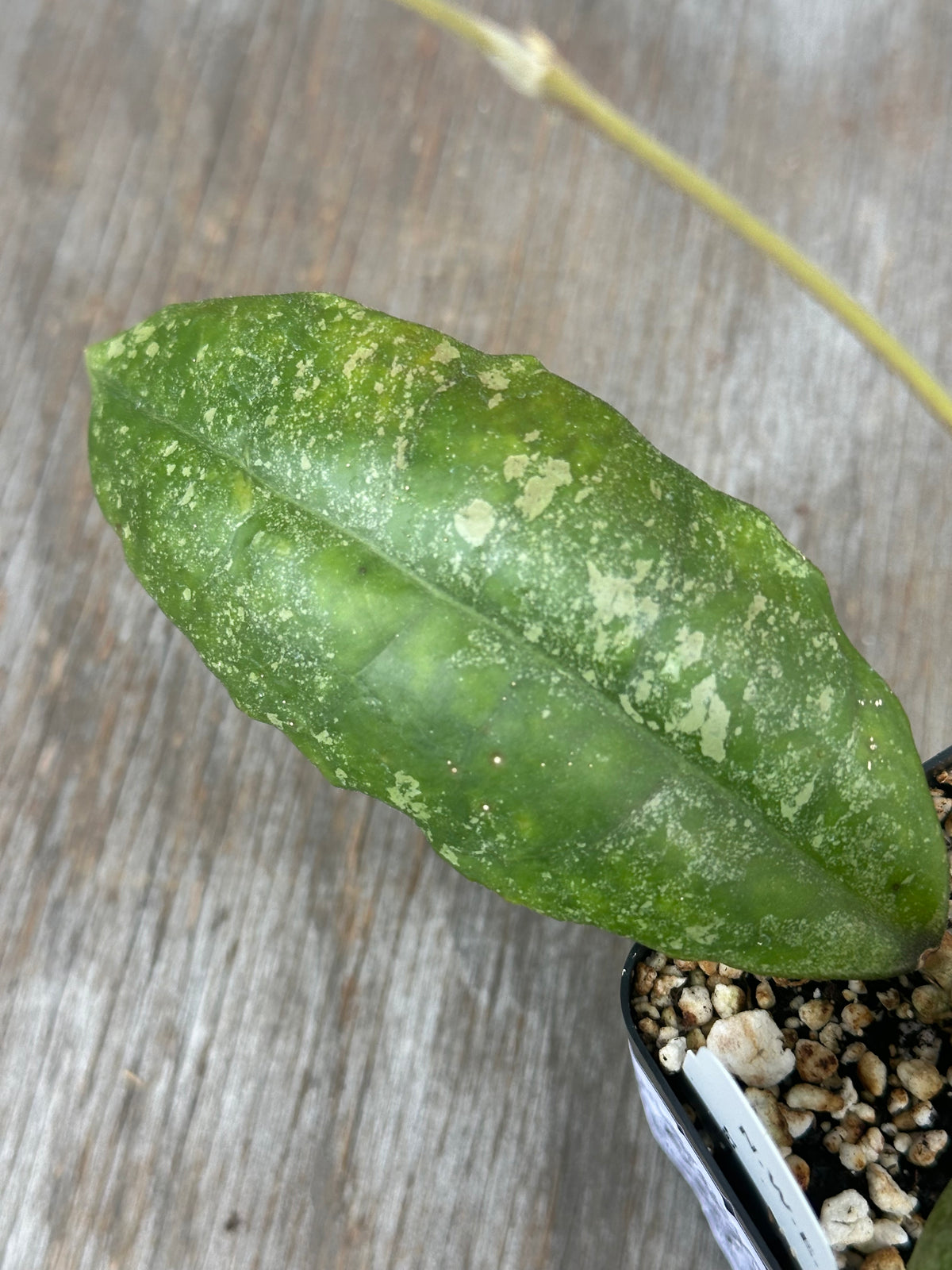 Hoya Finlaysonii 'Panggha Silver'