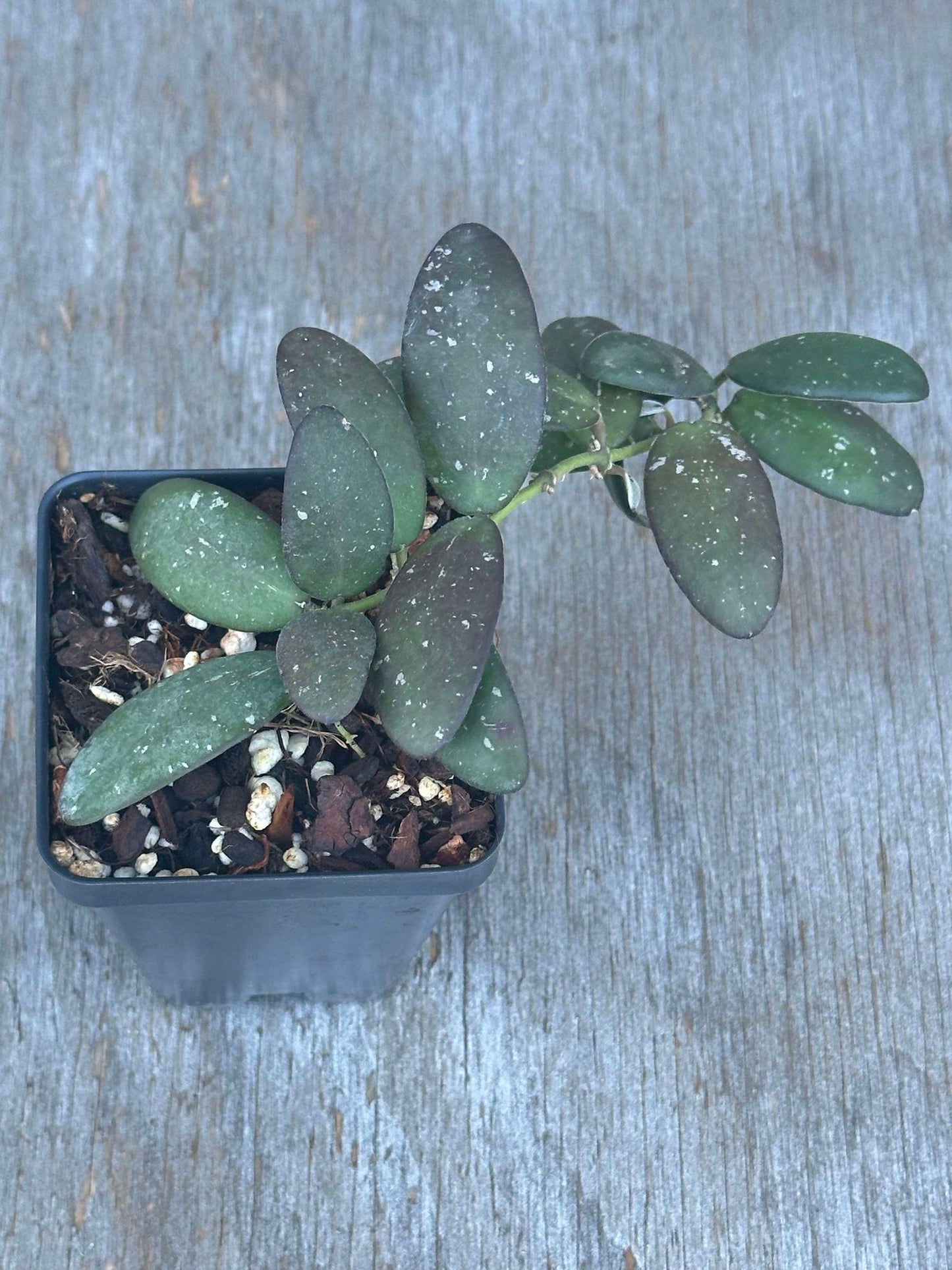 Hoya spp. 'GPS 7240' potted plant with thick, glossy, succulent-like leaves and silver splashes, ideal for indoor gardens.