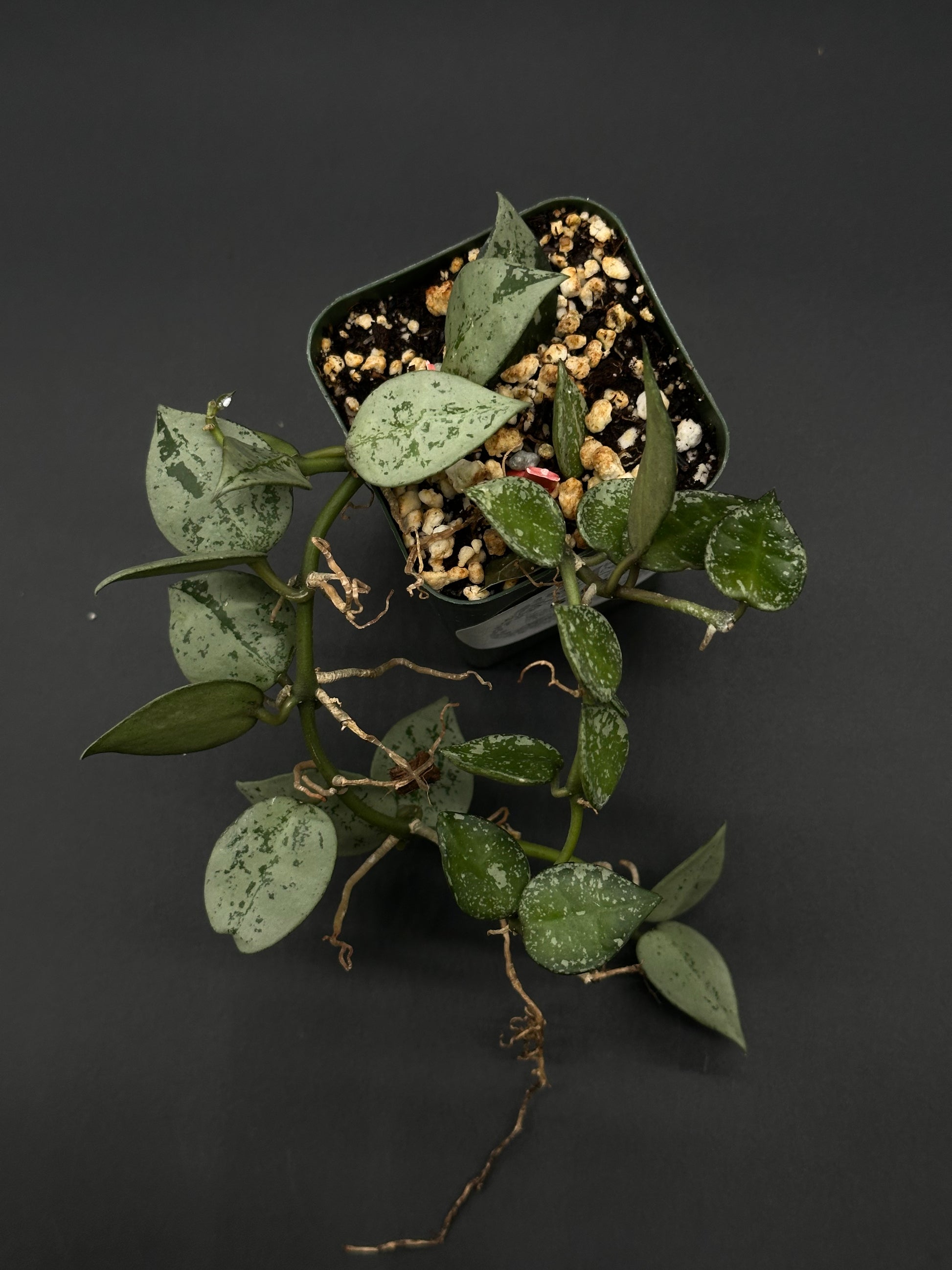 Hoya Krohniana 'Silver' in a 2.25-inch pot, from Next World Exotics' rare plant collection, ideal for tropical houseplant enthusiasts and collectors.