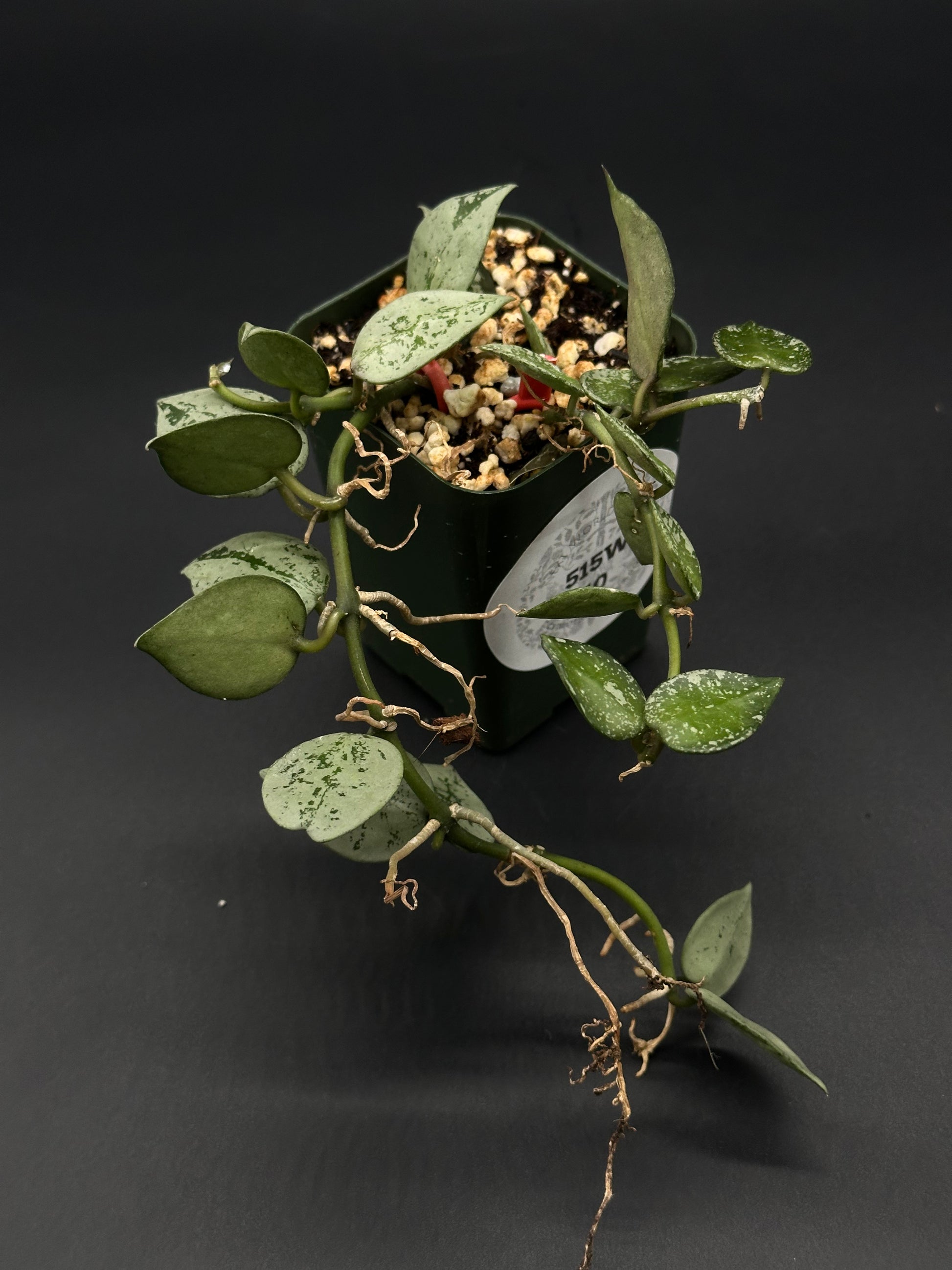 Hoya Krohniana 'Silver' in a 2.25-inch pot, showcased as a rare variegated tropical houseplant, ideal for collectors and enthusiasts at Next World Exotics.