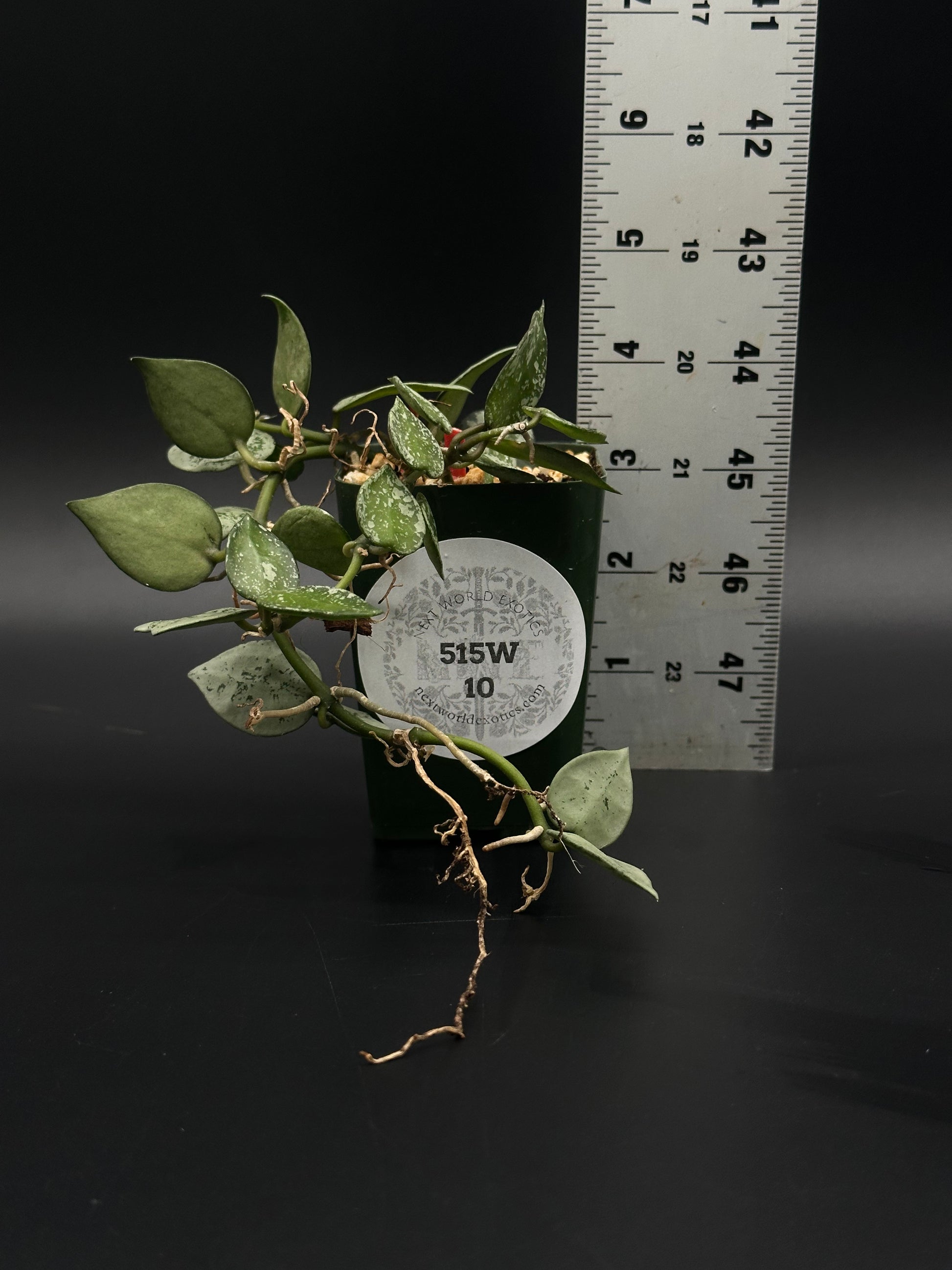 Hoya Krohniana 'Silver' in a 2.25-inch pot, featured from Next World Exotics, known for rare variegated houseplants appealing to both collectors and beginners.