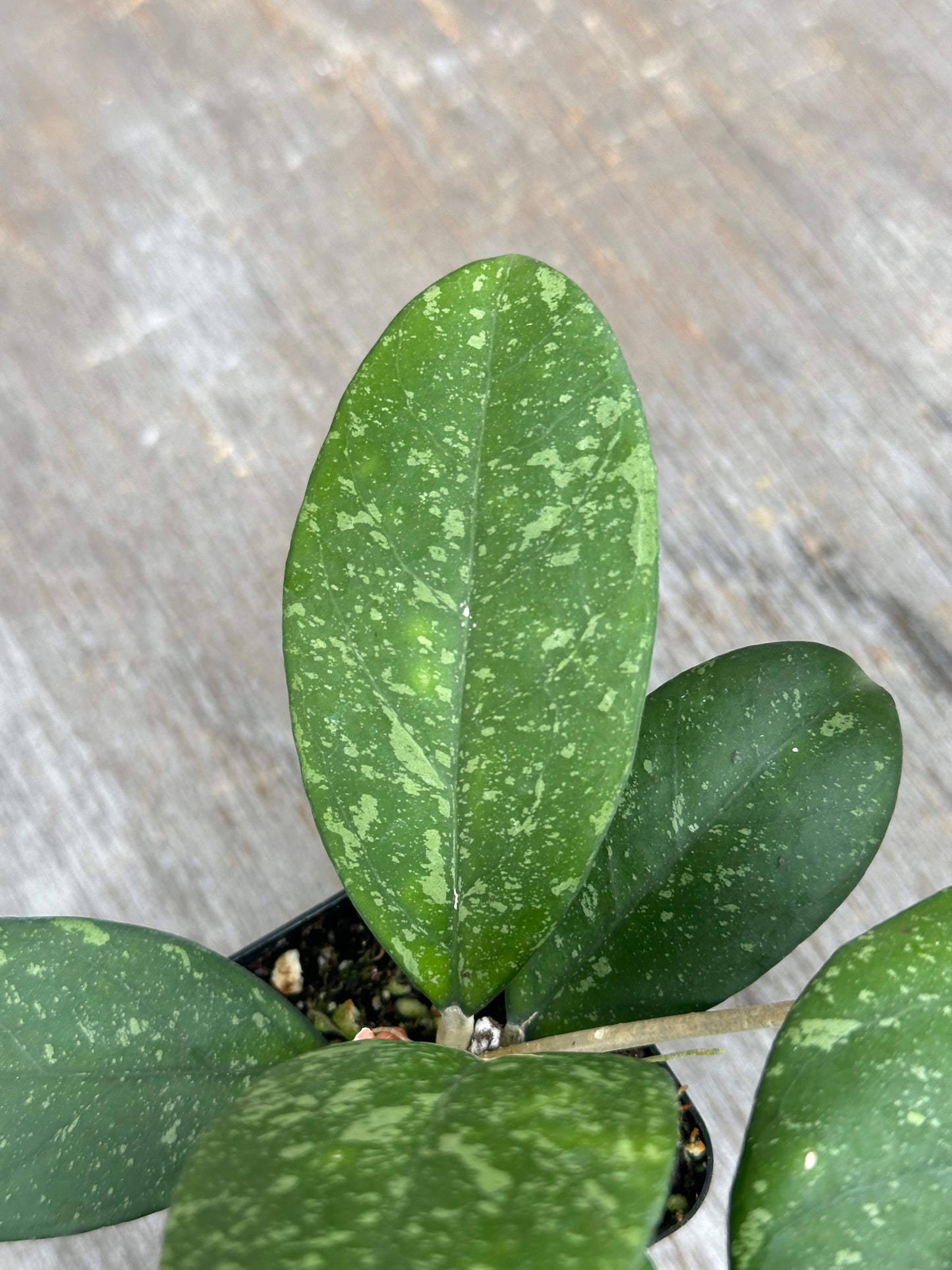 Hoya Meena (Crassipetiolata splash x Michele splash) 803WEB002