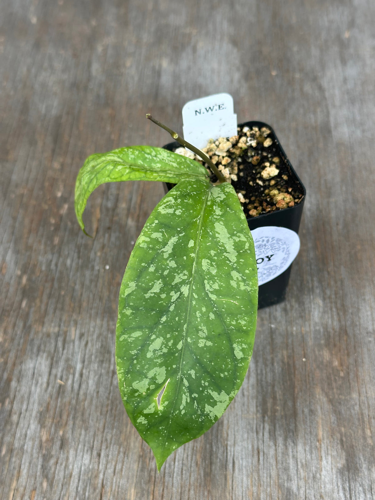 Hoya Meredithii ACEH