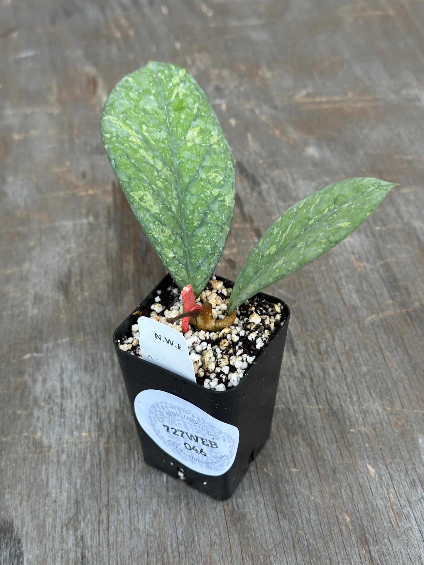 Hoya Meredithii 'Bengkulu' 727WEB046