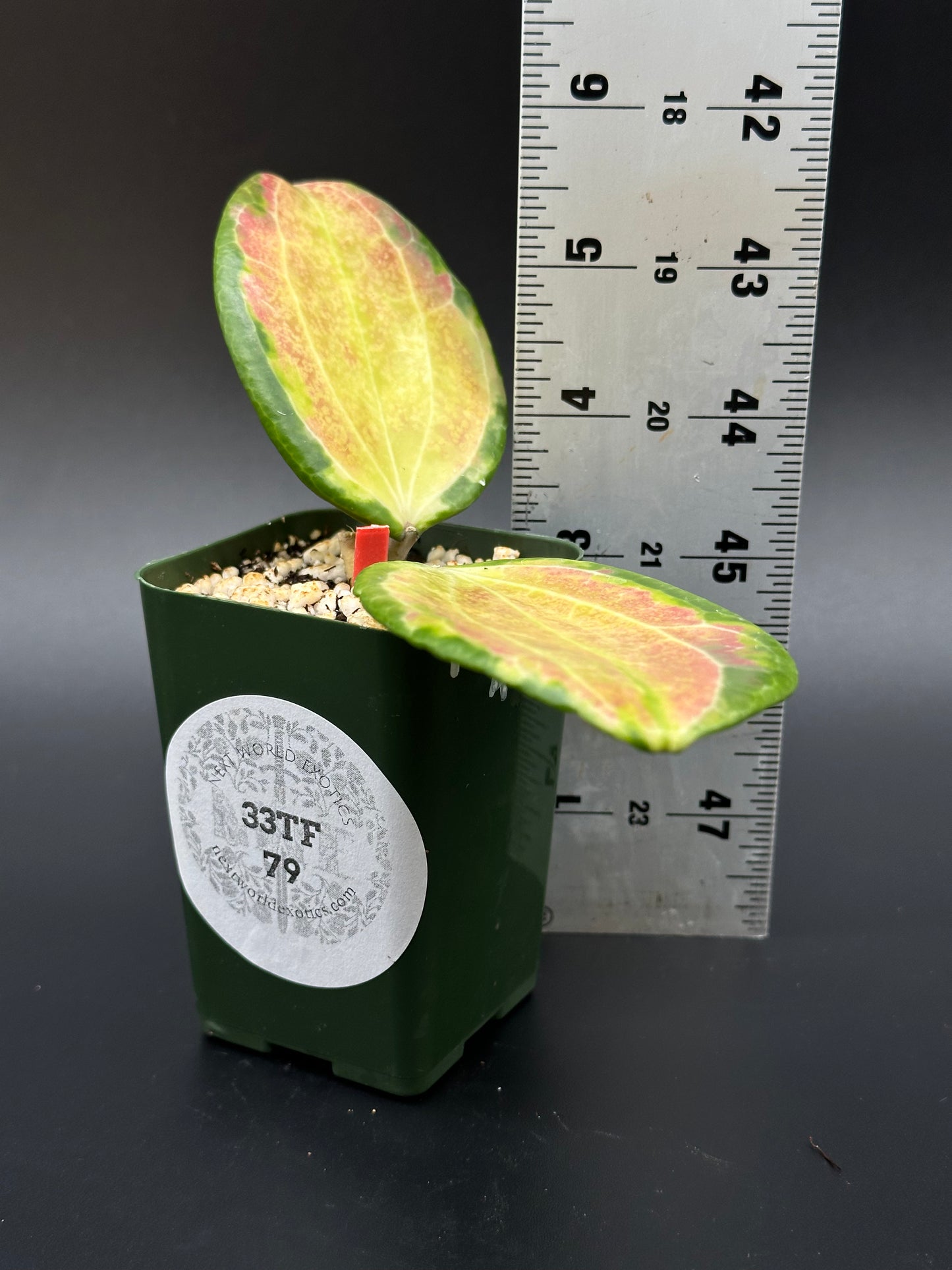 Hoya MerrIllii Variegated plant in a pot beside a ruler, showcasing leaf detail, ideal for exotic houseplant enthusiasts from Next World Exotics.