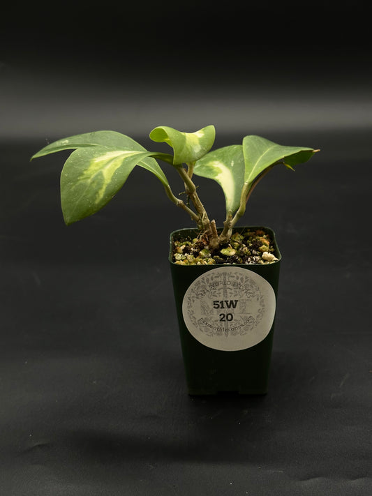 Hoya Mindorensis cv. 'Purple Star' Variegated (51W20) in a pot with lush, long leaves, showcased as a rare exotic houseplant from Next World Exotics.