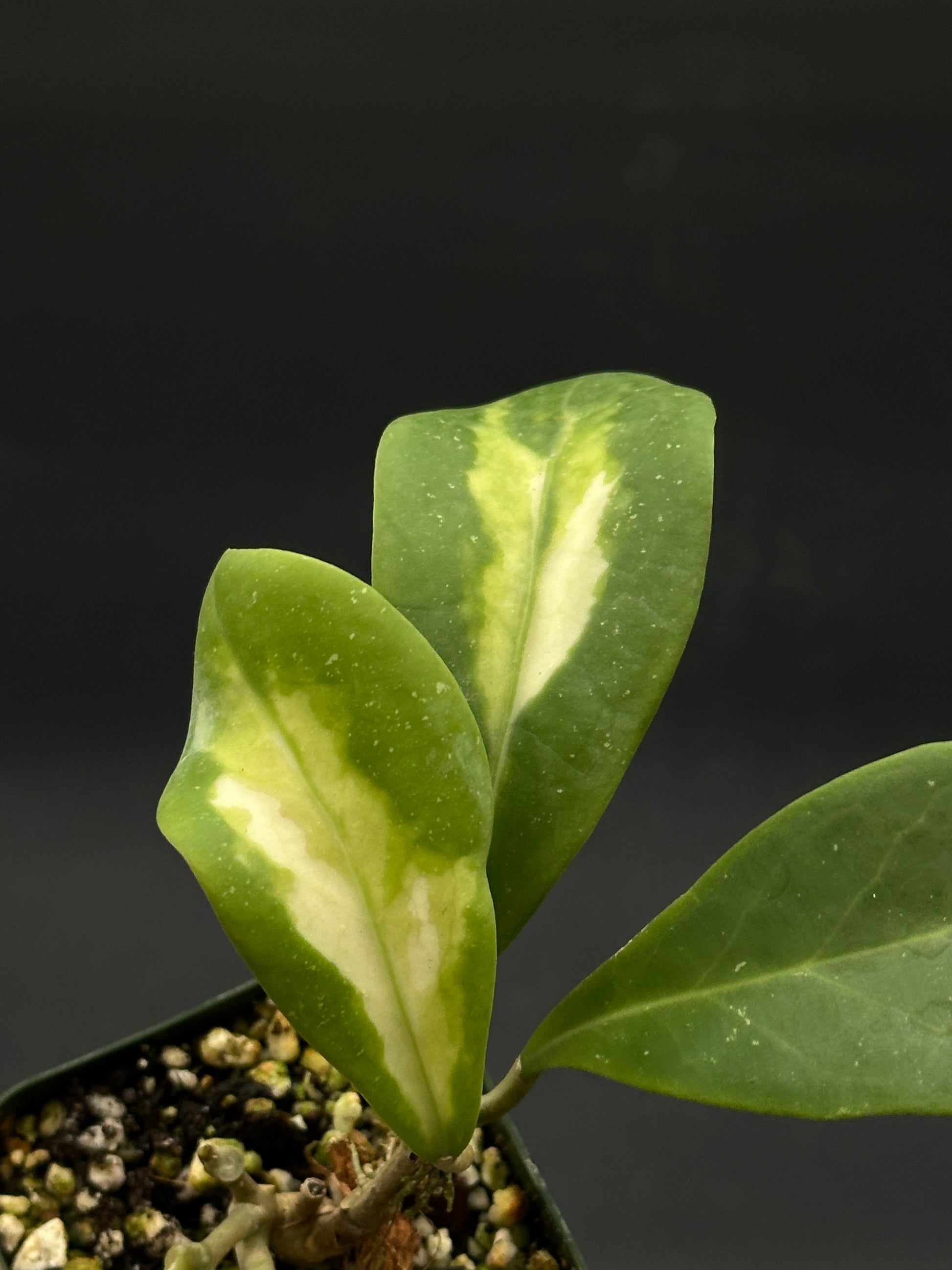 Hoya Mindorensis cv. 'Purple Star' Variegated, showcasing a close-up of its lush green leaves, perfect for collectors seeking exotic houseplants.