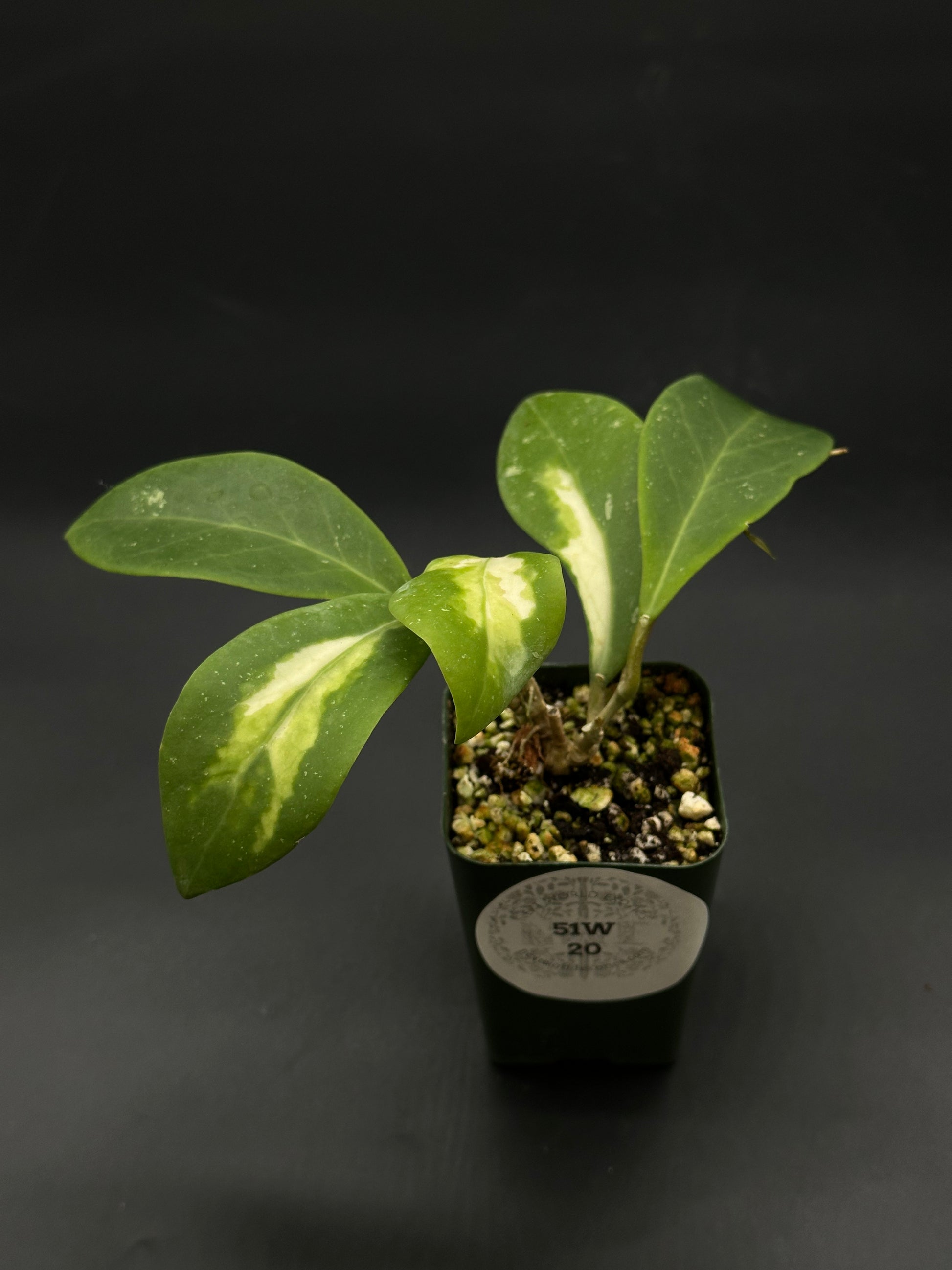 Hoya Mindorensis cv. 'Purple Star' Variegated plant in a pot, featuring lush green leaves, perfect for exotic houseplant collectors.