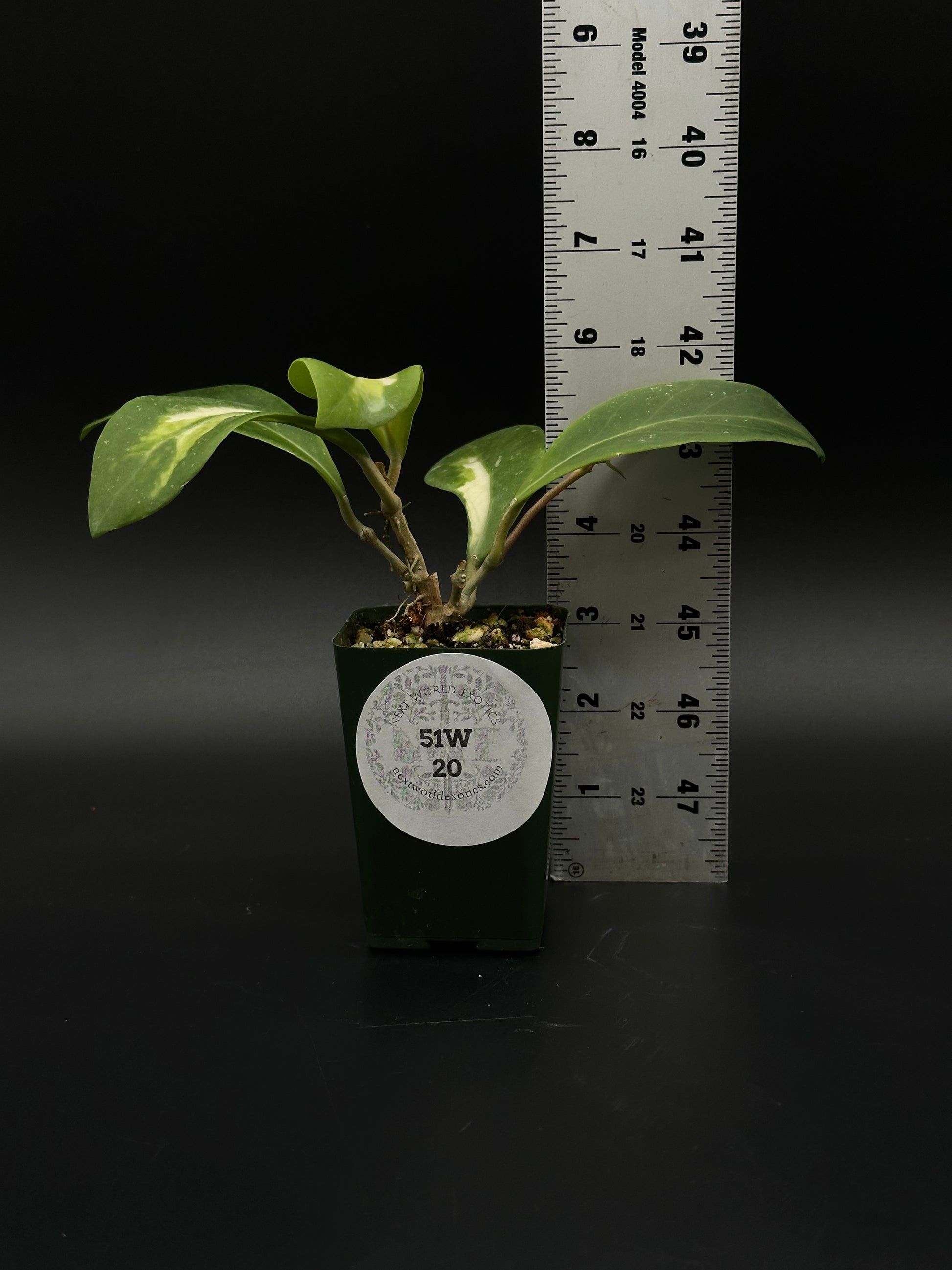Hoya Mindorensis cv. 'Purple Star' Variegated plant in pot next to a ruler, showcasing its size and unique variegated leaves.
