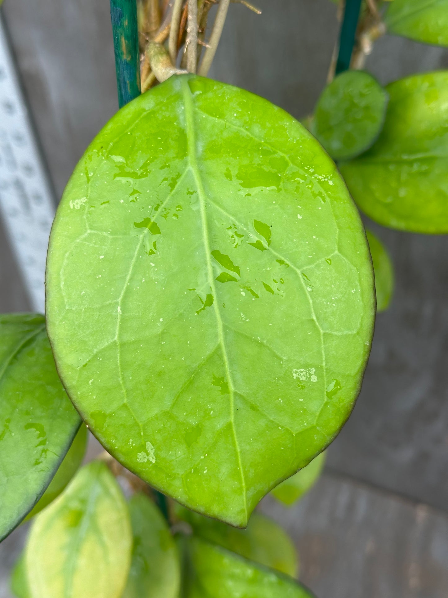 Hoya Nathalie MB1268 803WEB016