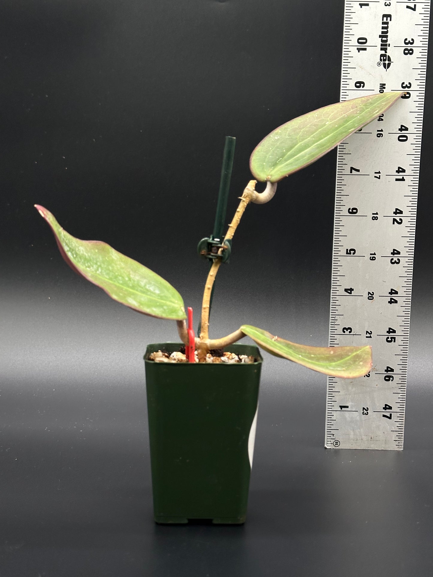 Hoya Nicholsoniae (FKA Potsii Borneo Red Leaf) with striking purple foliage in a small pot, perfect for exotic plant enthusiasts.