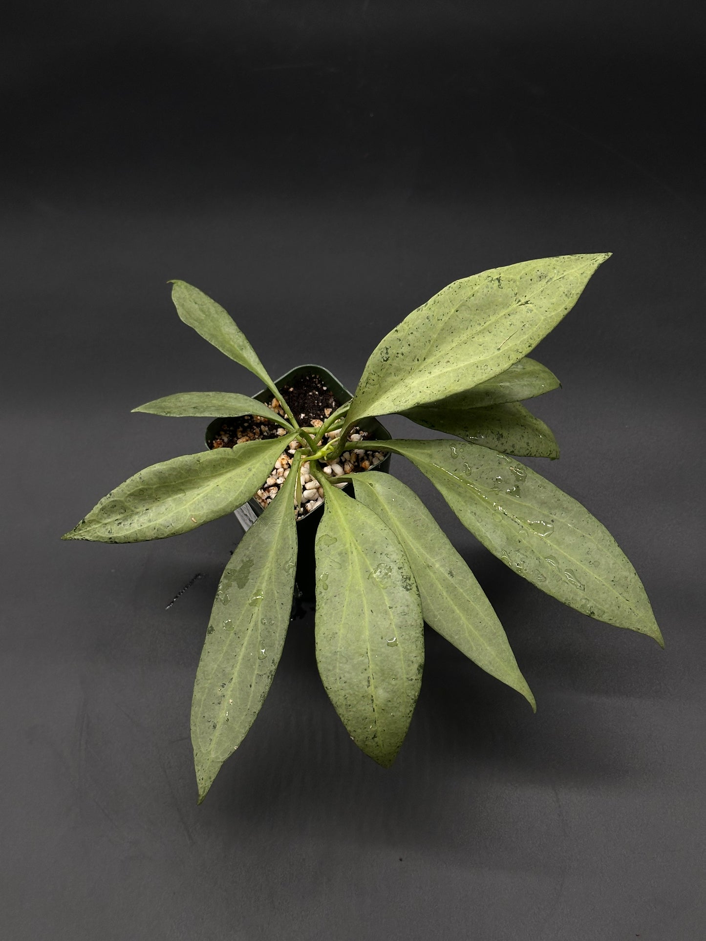 Hoya Nicholsoniae cv. 'New Guinea Ghost' houseplant, ideal for collectors, showcased with distinct foliage, available at Next World Exotics for rare plant enthusiasts.