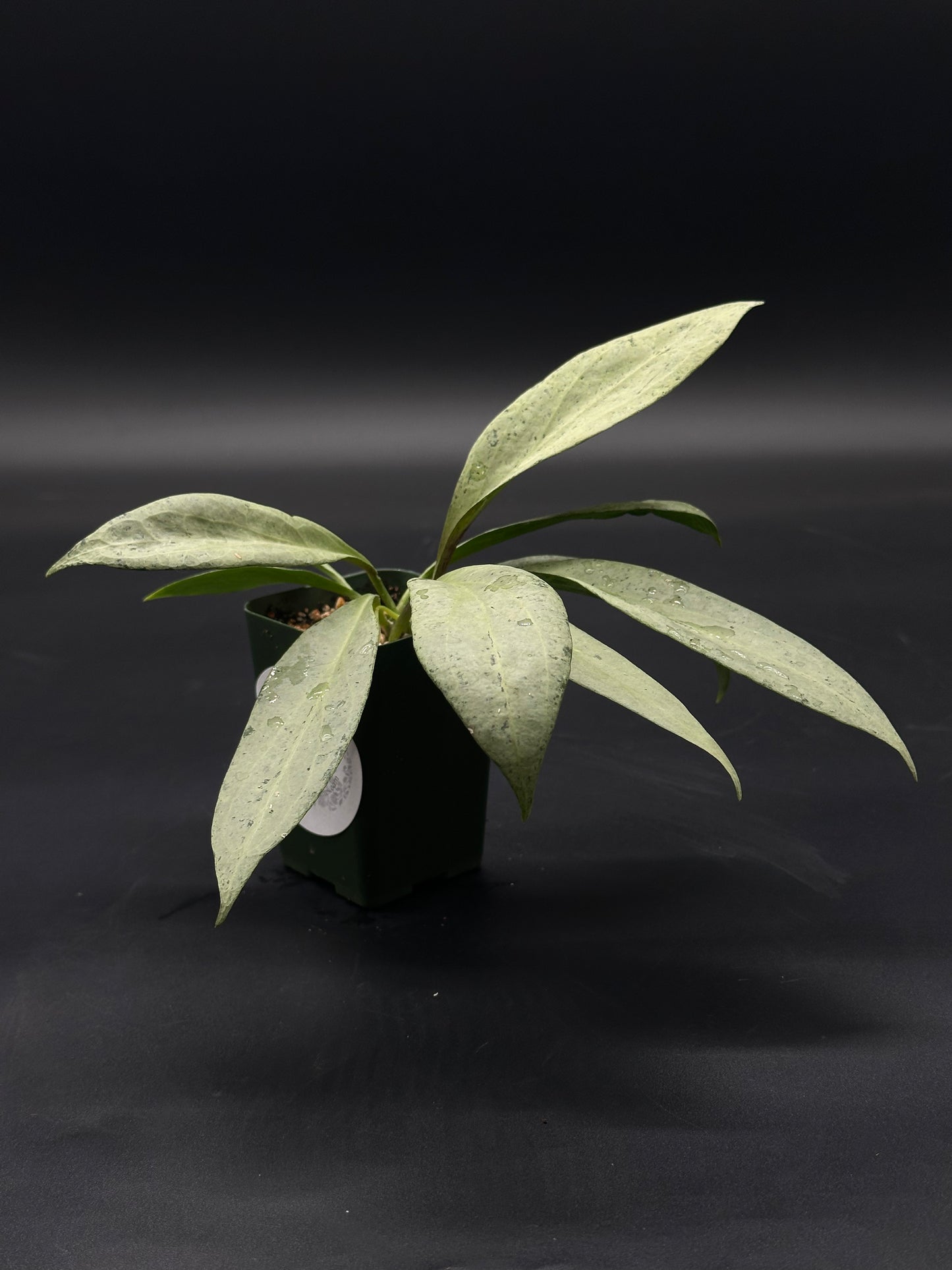 Hoya Nicholsoniae cv. 'New Guinea Ghost' plant with distinctive variegated leaves, part of Next World Exotics' collection of rare and exotic houseplants.
