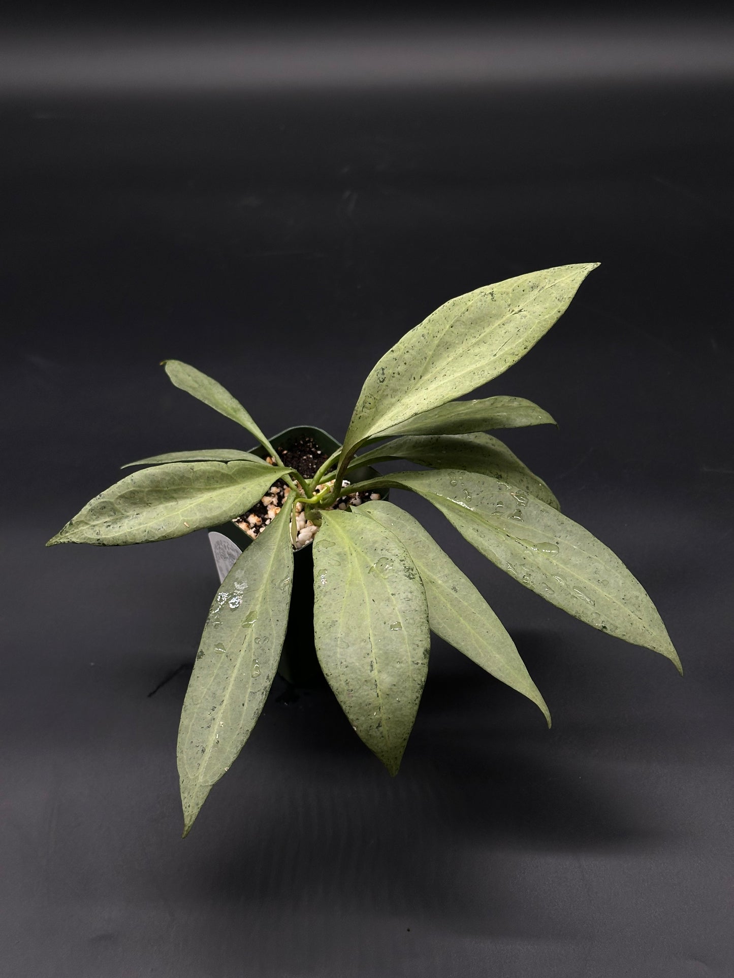 Hoya Nicholsoniae cv. 'New Guinea Ghost' (508W18) with variegated leaves, showcasing its exotic appeal, ideal for houseplant collectors seeking unique tropical varieties.