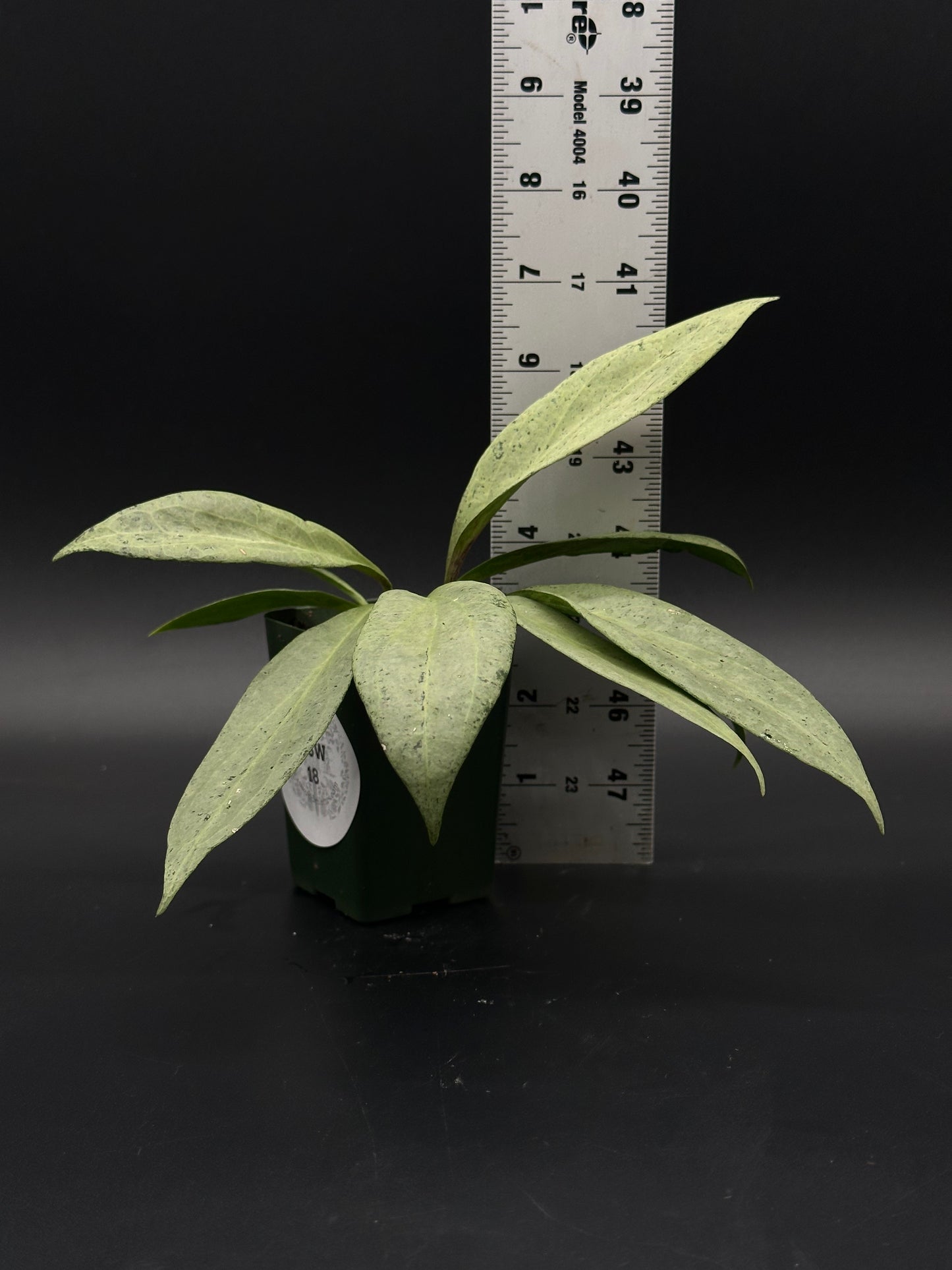 Hoya Nicholsoniae cv. 'New Guinea Ghost' plant showcasing lush, variegated leaves, epitomizing the exotic offerings at Next World Exotics for plant enthusiasts.