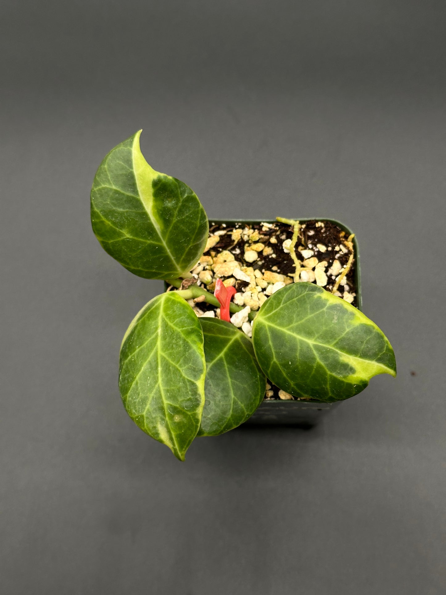 Hoya Obscura Albomarginata in a 2.25-inch pot, showcasing green leaves with red stems, ideal for tropical houseplant enthusiasts.
