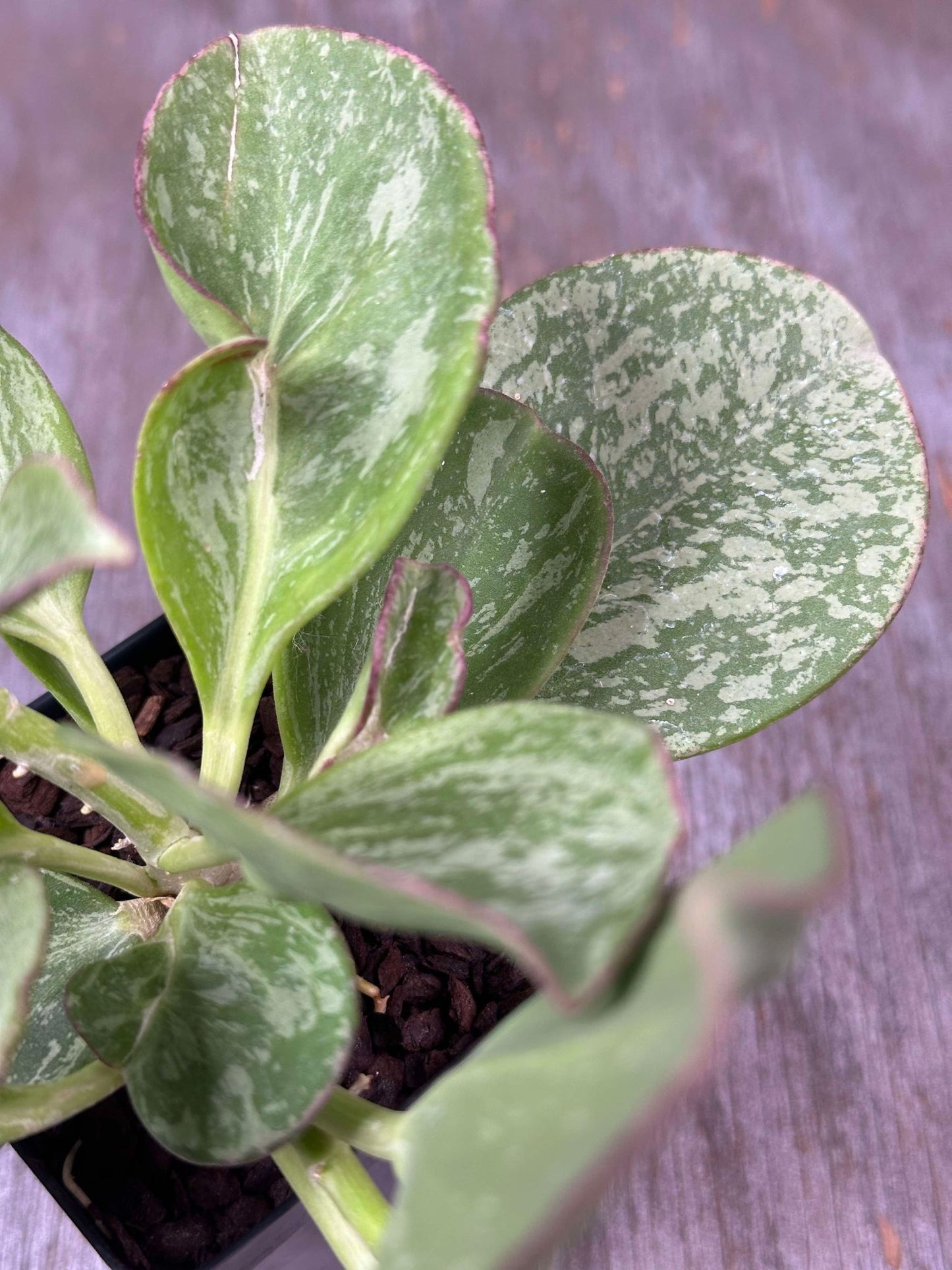 Close-up of a Hoya Subquintuplinervis (formerly Pachyclada) Splash (HSS1) š±, highlighting its thick, succulent leaves with a blend of silver and green.