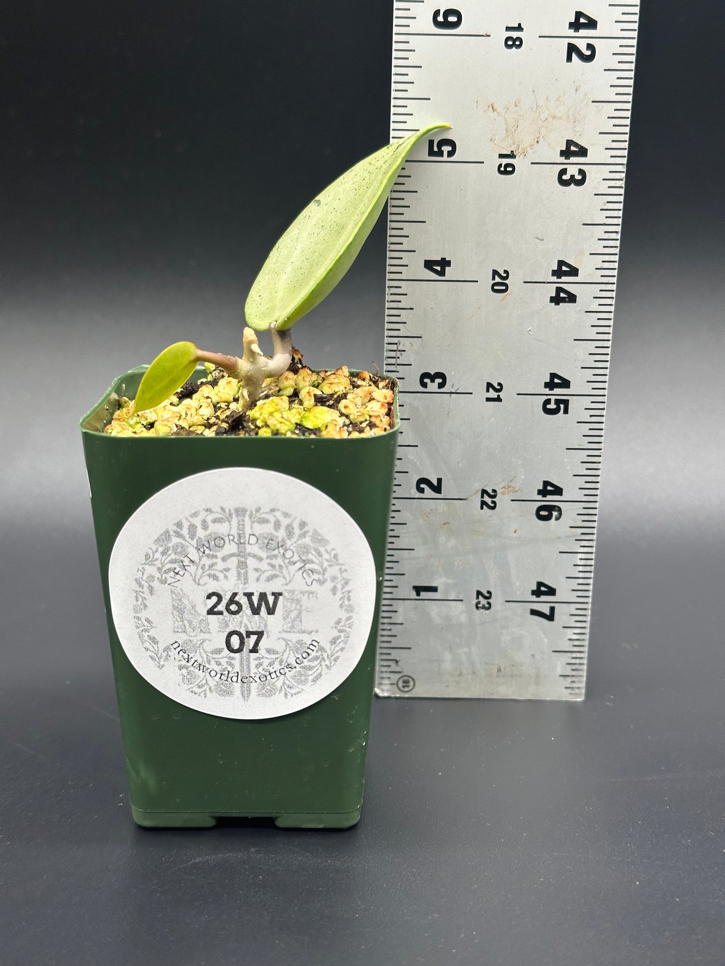 Hoya Parasitica 'Heart Leaf Silver' in a 4 pot, displayed next to a ruler for scale, highlighting its lush growth.