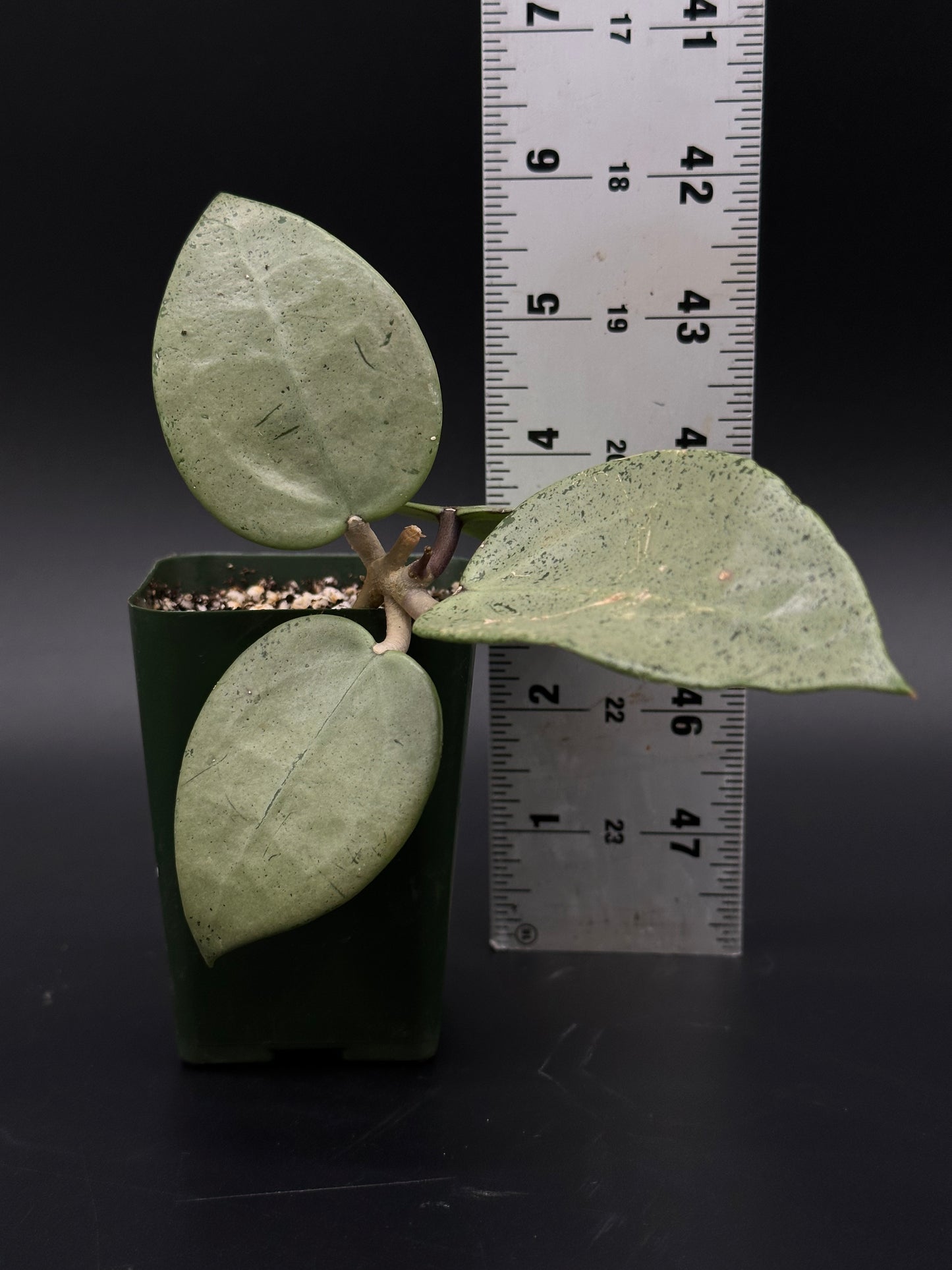 Hoya Parasitica 'Heart Leaf Silver' in a 2.25-inch pot with a ruler for scale, highlighting detailed leaves.