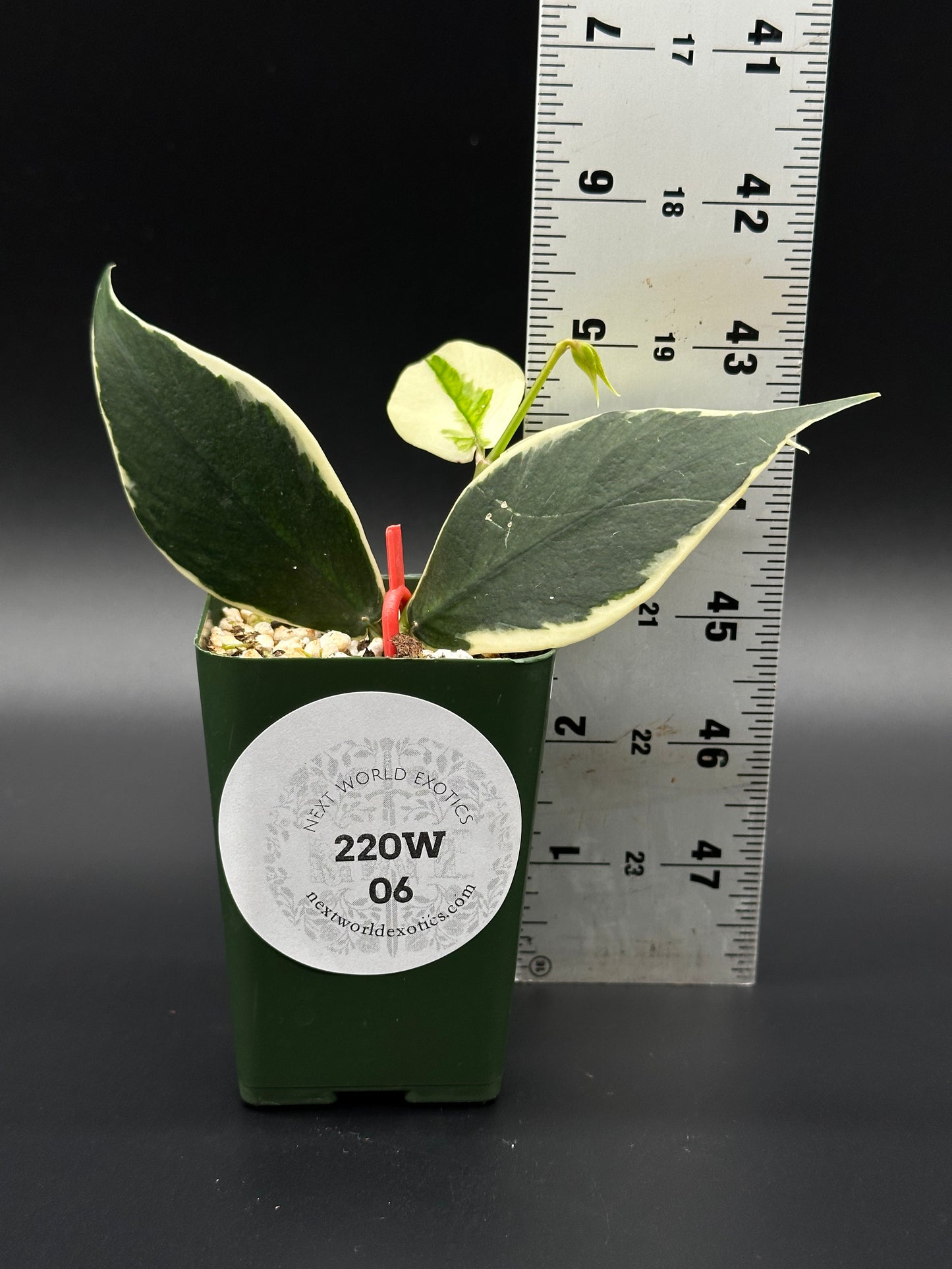 Hoya Polyneura Outer Variegated in a small pot alongside a ruler, showcasing its distinctive fishtail-patterned leaves with subtle white variegation.