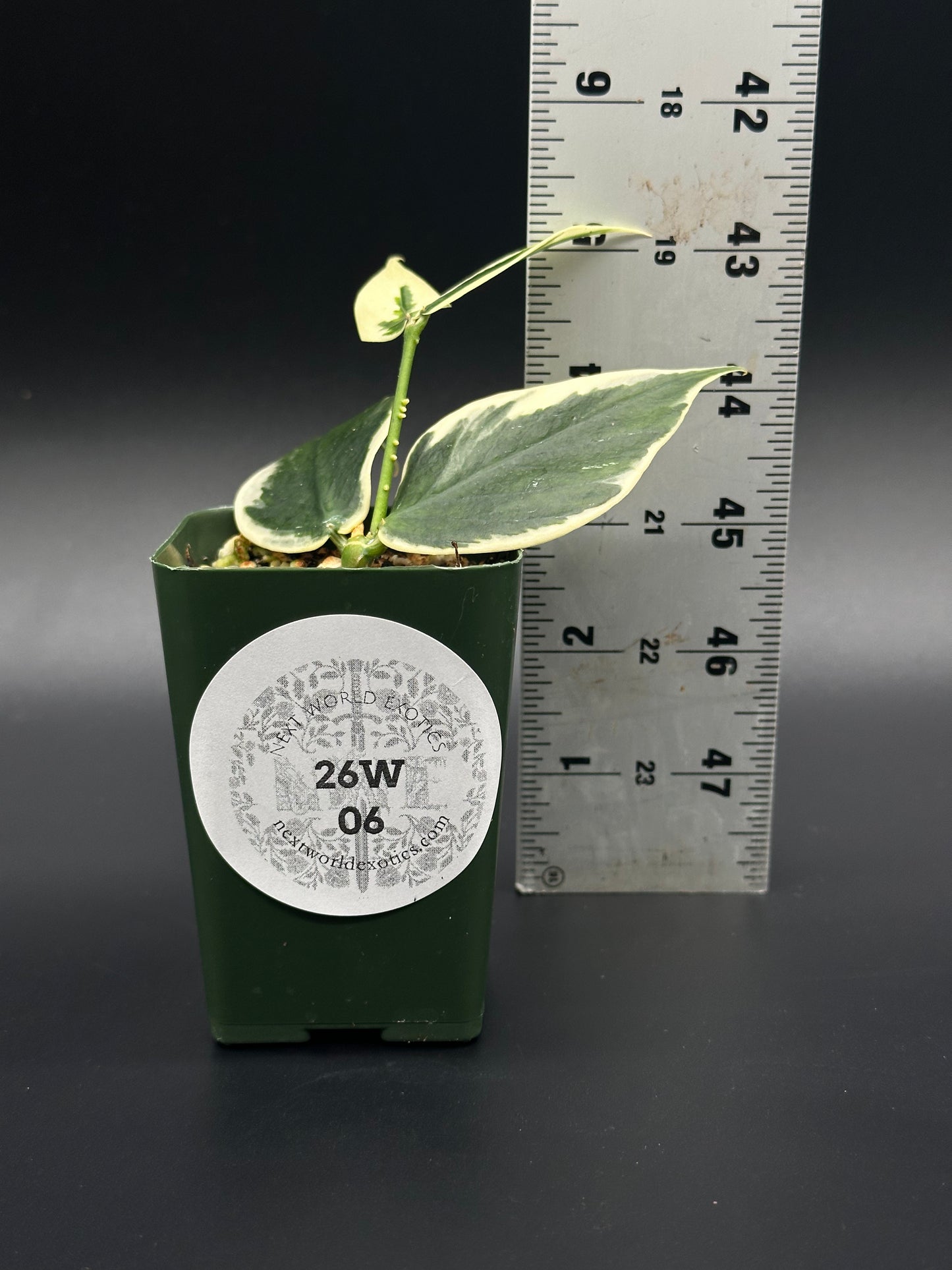 Hoya Polyneura Outer Variegated (220W06) in a 2.25 pot with distinctive narrow leaves featuring white-edged variegation, next to a ruler for size reference.