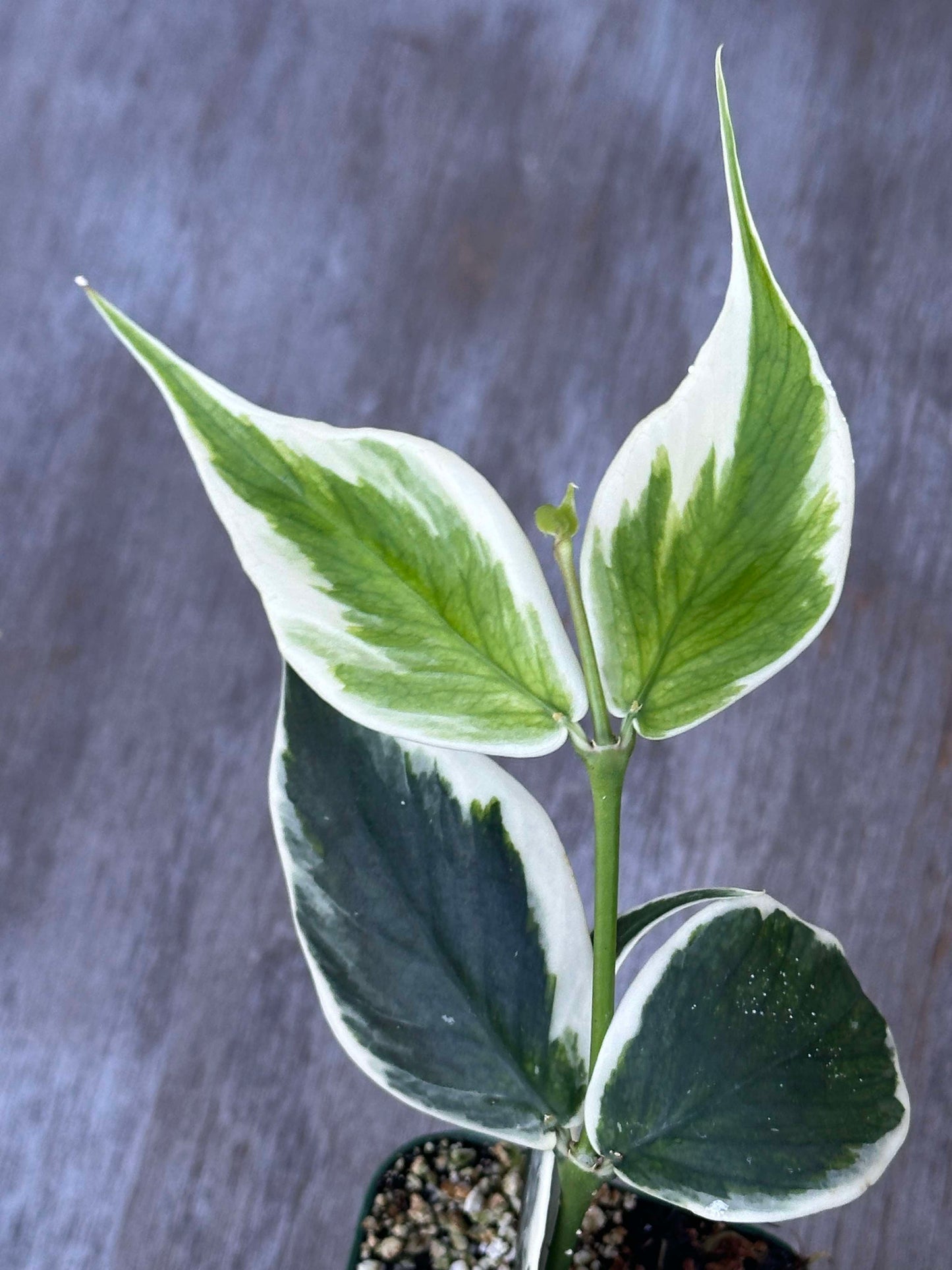 Hoya Polyneura Outer Variegated (HPOV1) close-up showing its green, narrow leaves with delicate white variegation and fishtail-like vein pattern.