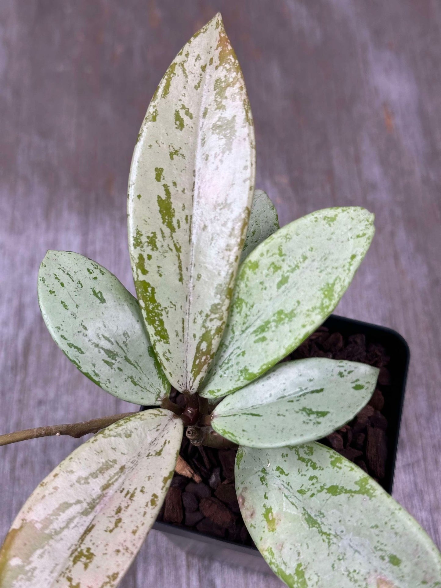 Hoya Pubicalyx 'Pink Ghost' (HPPG1) š± in a 2.5-inch pot, showcasing thick, waxy leaves with silver and dark green patches.