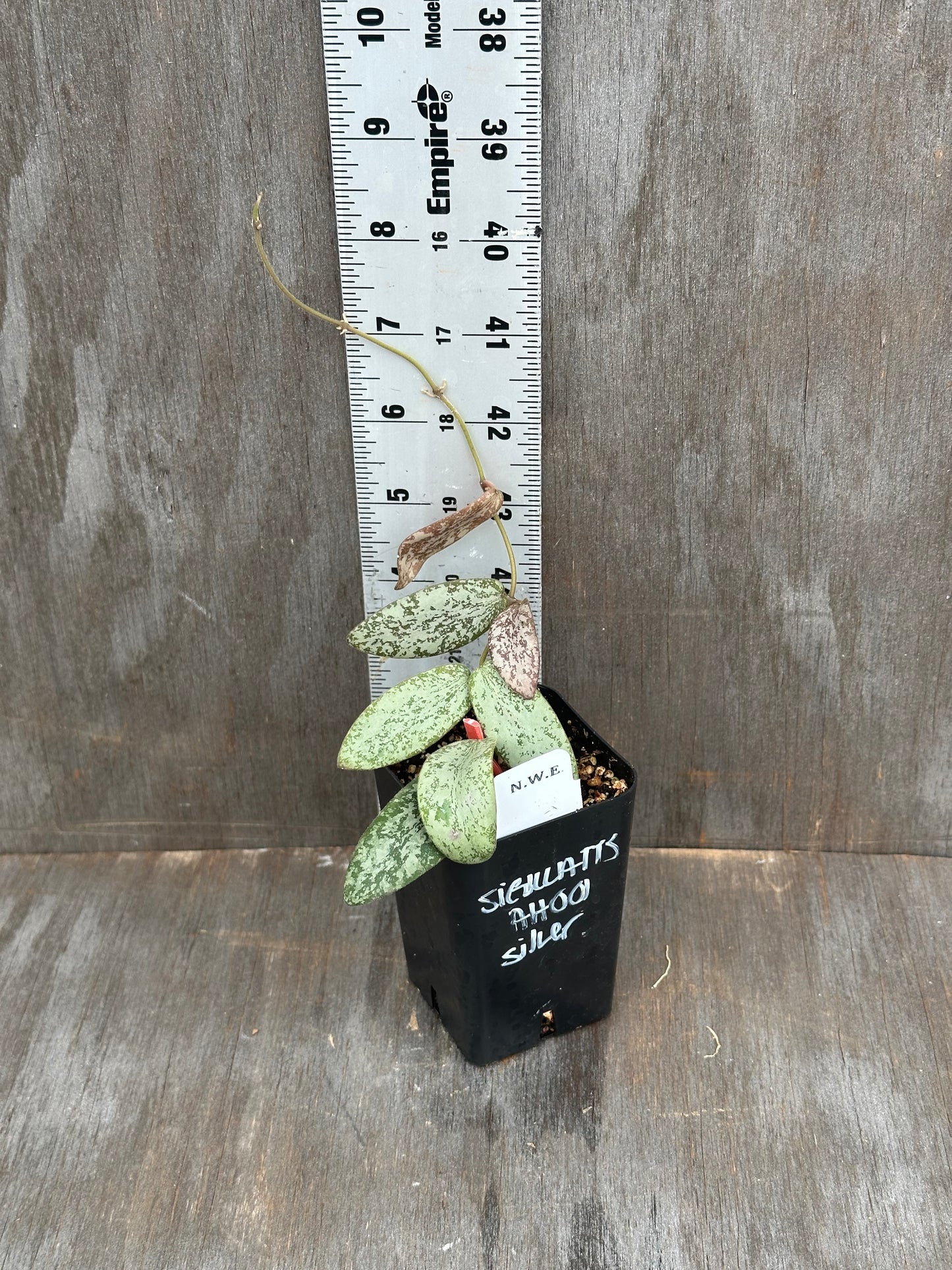Hoya Sigillatis AH001 Silver 803WEB004