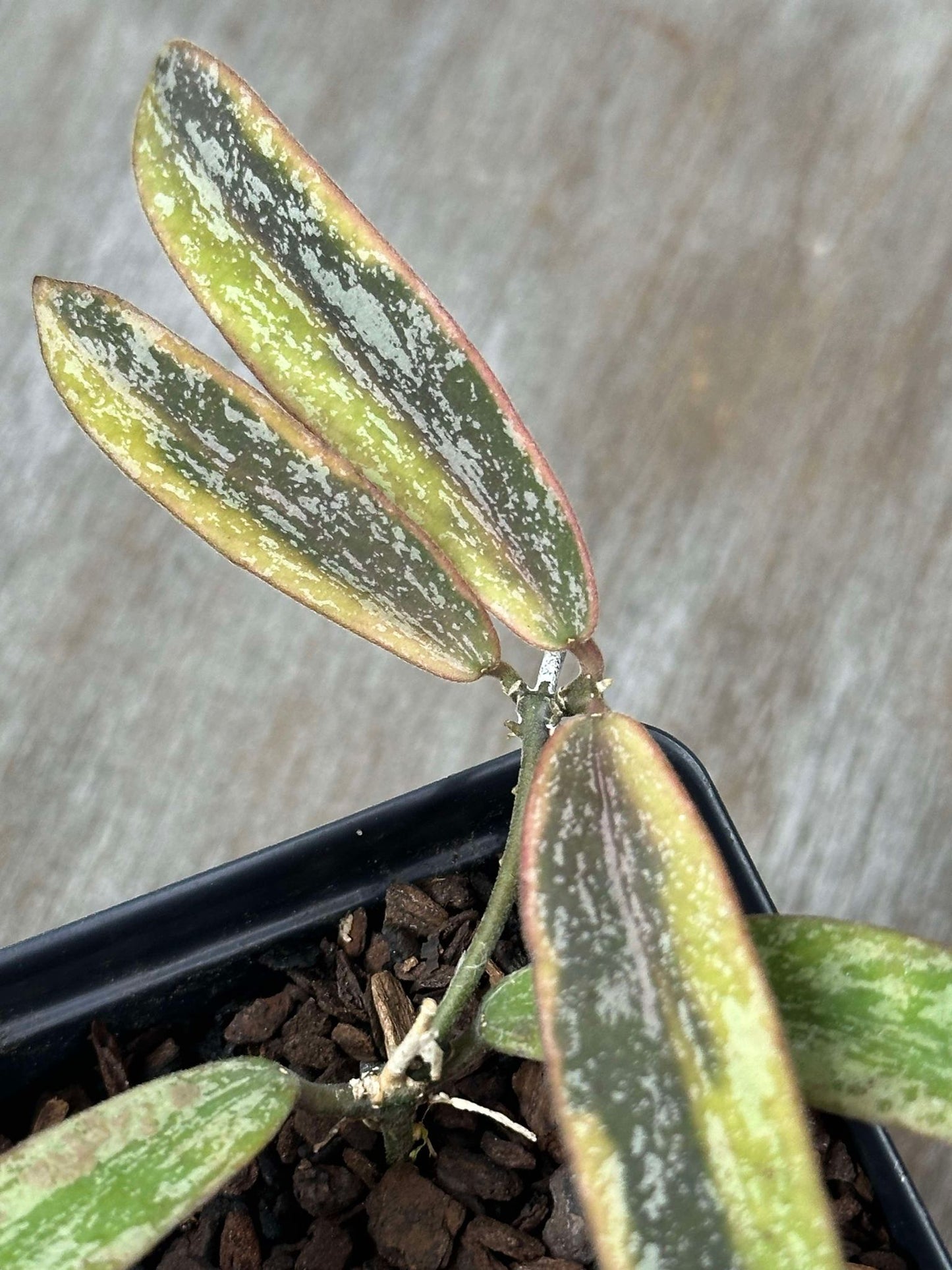 Close-up of Hoya Sigillatis Albomarginata in a small pot, showcasing variegated leaves with silver splashes, emphasizing its unique texture and form.