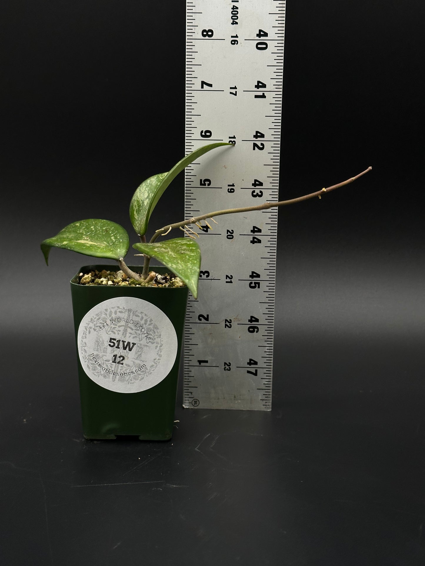Hoya Snow Cui Silver (51W12) plant in a pot beside a ruler, showcasing its size, with a white sticker on the container for identification.