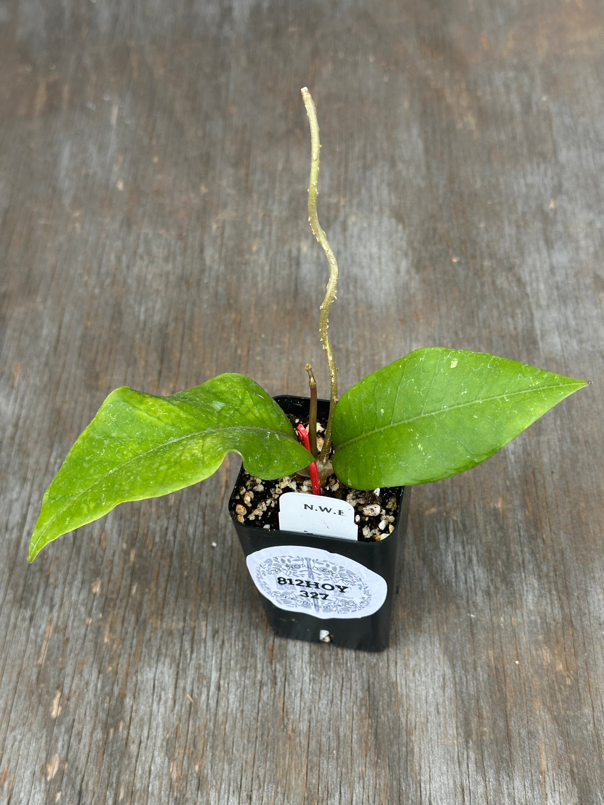 Hoya sp ACEH 'Jungle Queen'