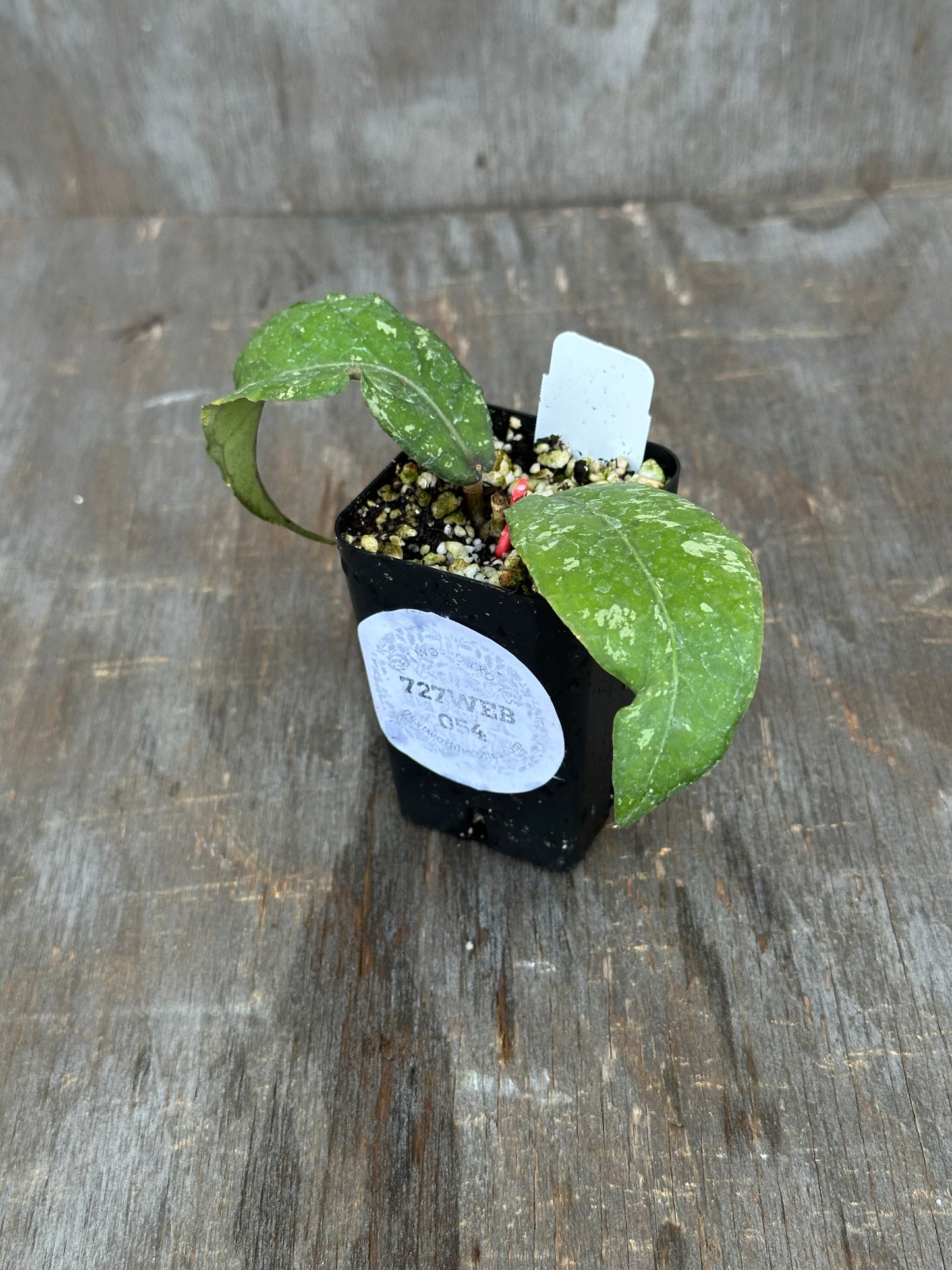 Hoya sp. ACEH 'Pantan Dedalu' 727WEB054