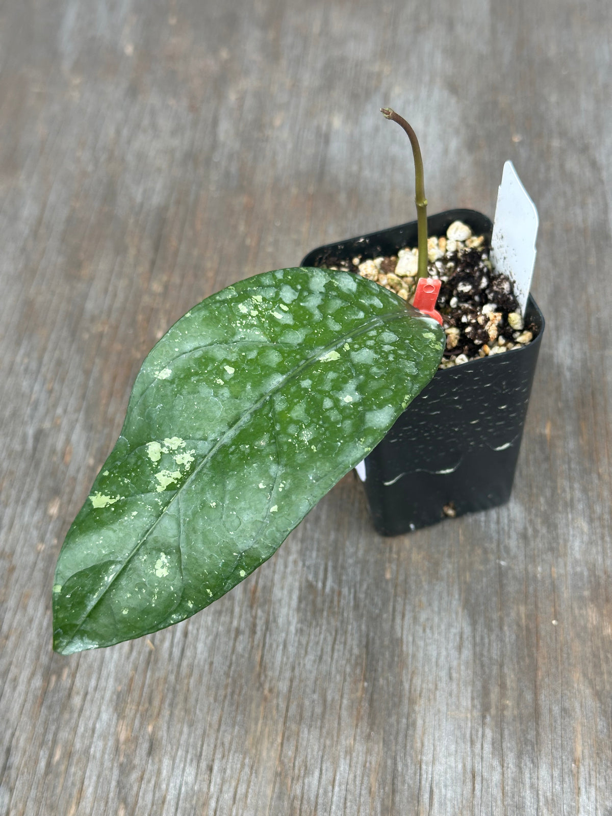 Hoya Sp ACEH 'William'