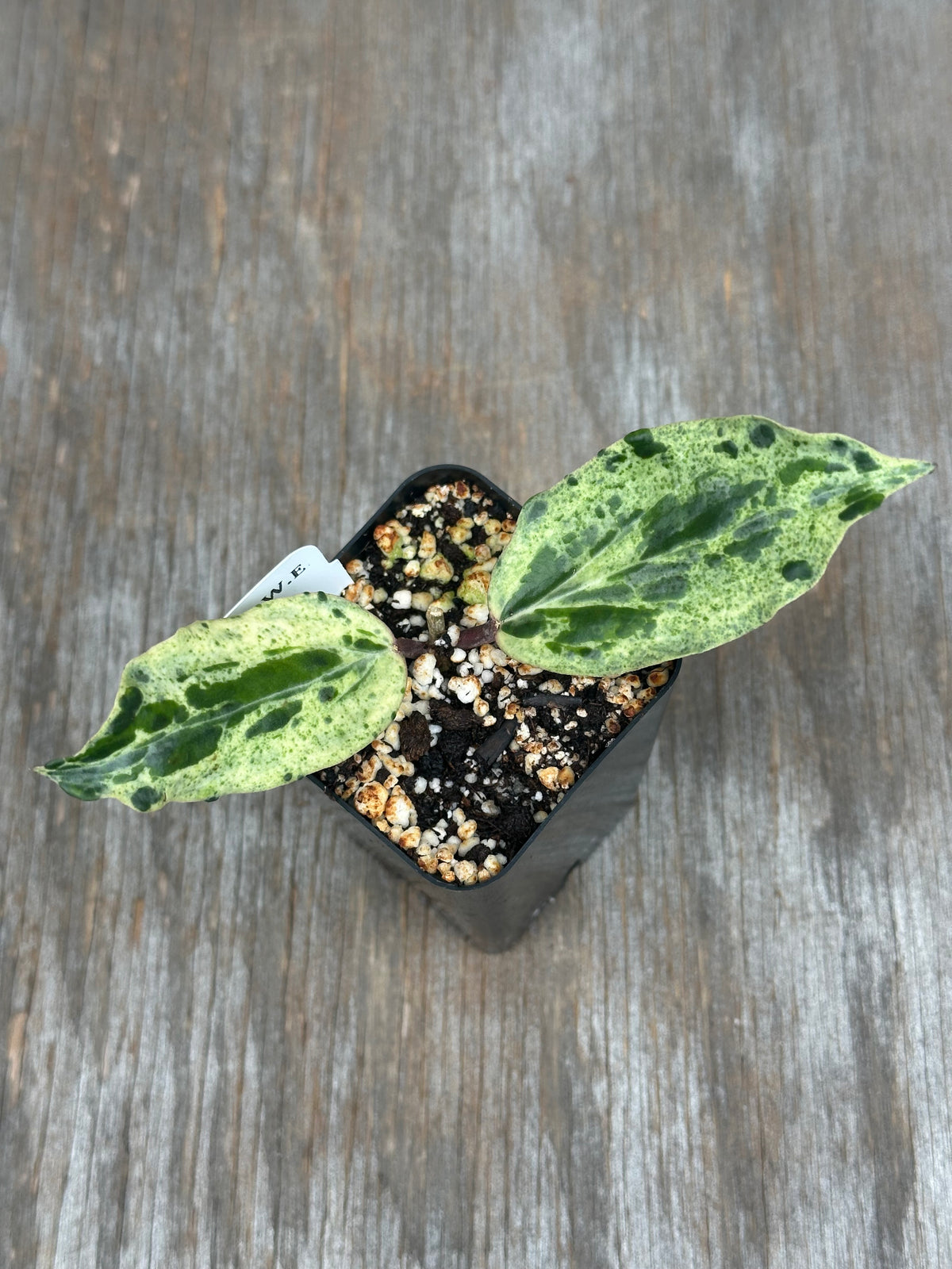 Hoya Sp. Crocodile