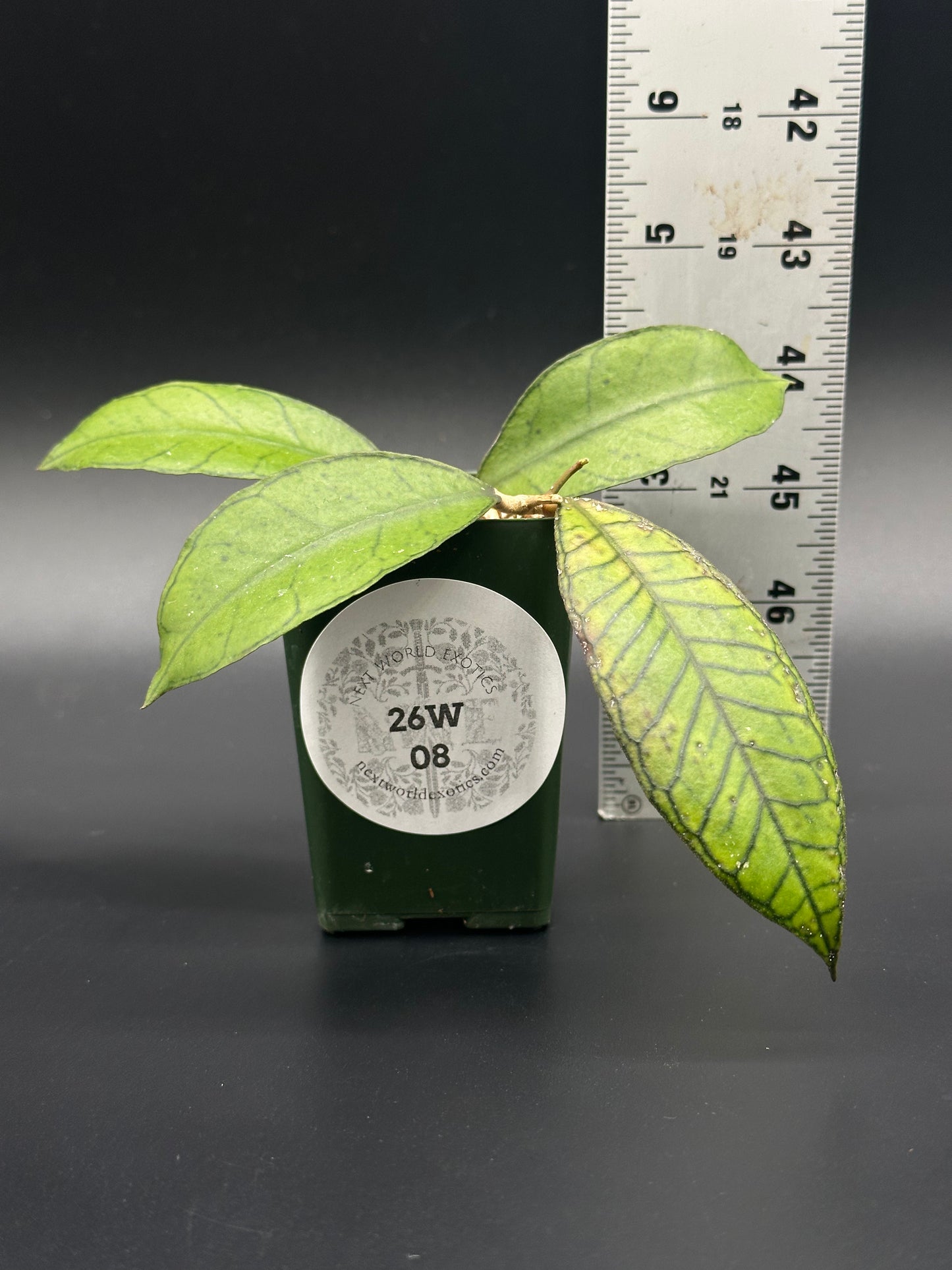 Hoya sp. Ganung Gading in a 4-inch pot with ruler for scale, highlighting its staked growth, suitable for collectors of rare tropical houseplants.