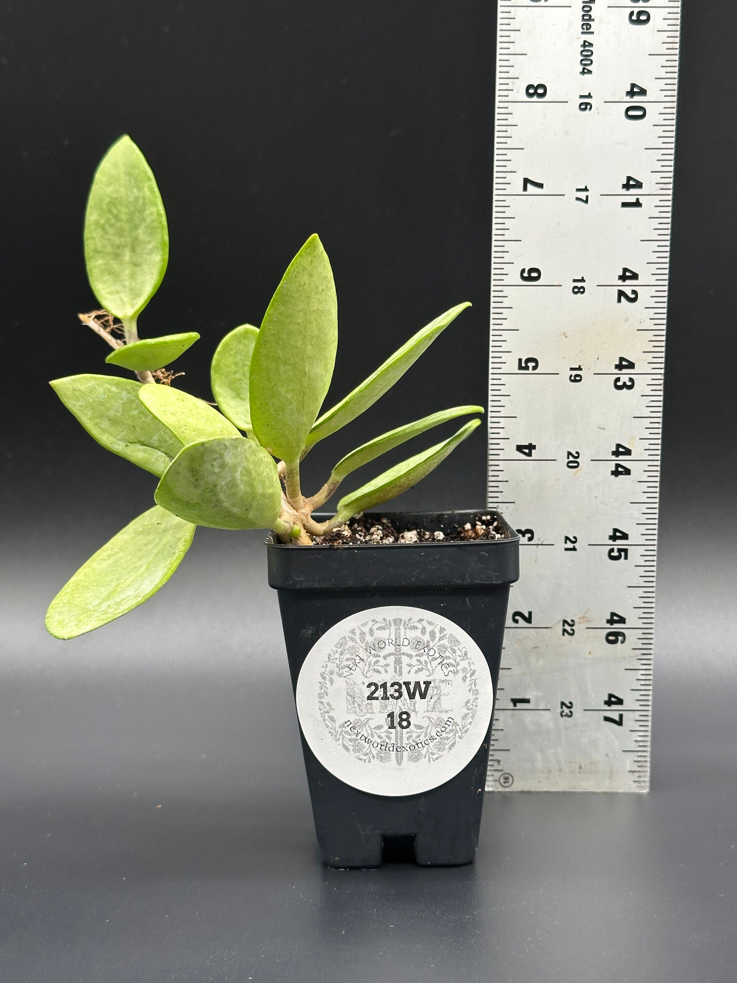 Hoya sp. 'Silver Lady' in a 4-inch pot shown beside a ruler, emphasizing its size. Ideal for collectors of rare variegated tropical houseplants.