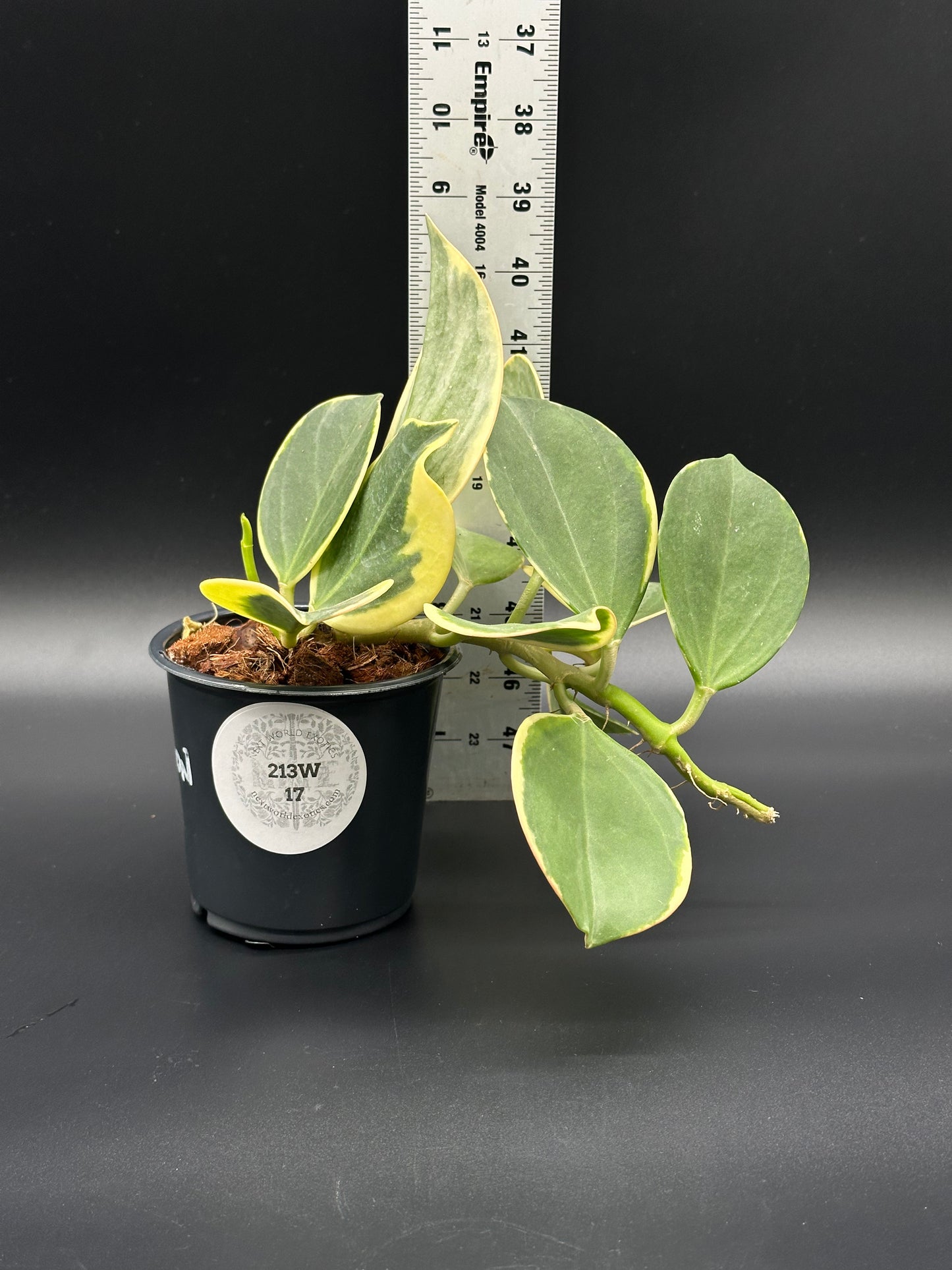 Hoya Subquintuplinervis 'New Moon' Albomarginata in a 4 pot, next to a ruler. Features thick, semi-succulent leaves with cream borders.