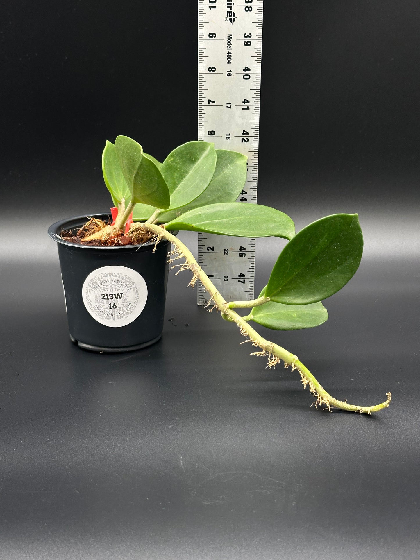 Hoya Subquintuplinervis (formerly Pachyclada) 'Red Corona' in a 4-inch pot, next to a ruler, highlighting its thick, semi-succulent leaves.