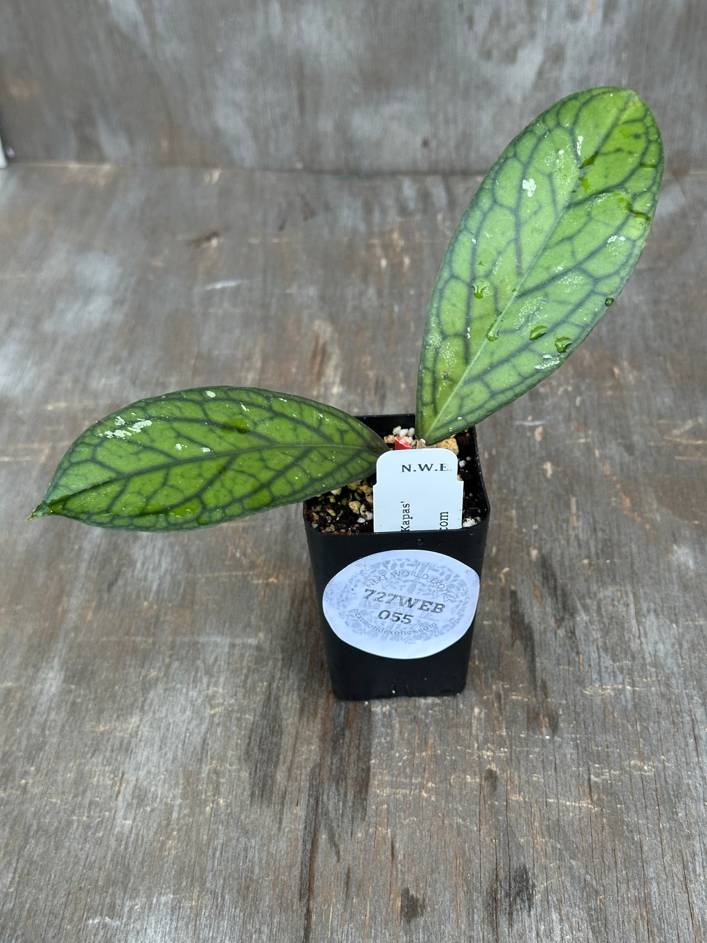 Hoya Tanggamus 'Limau Kapas' 727WEB055