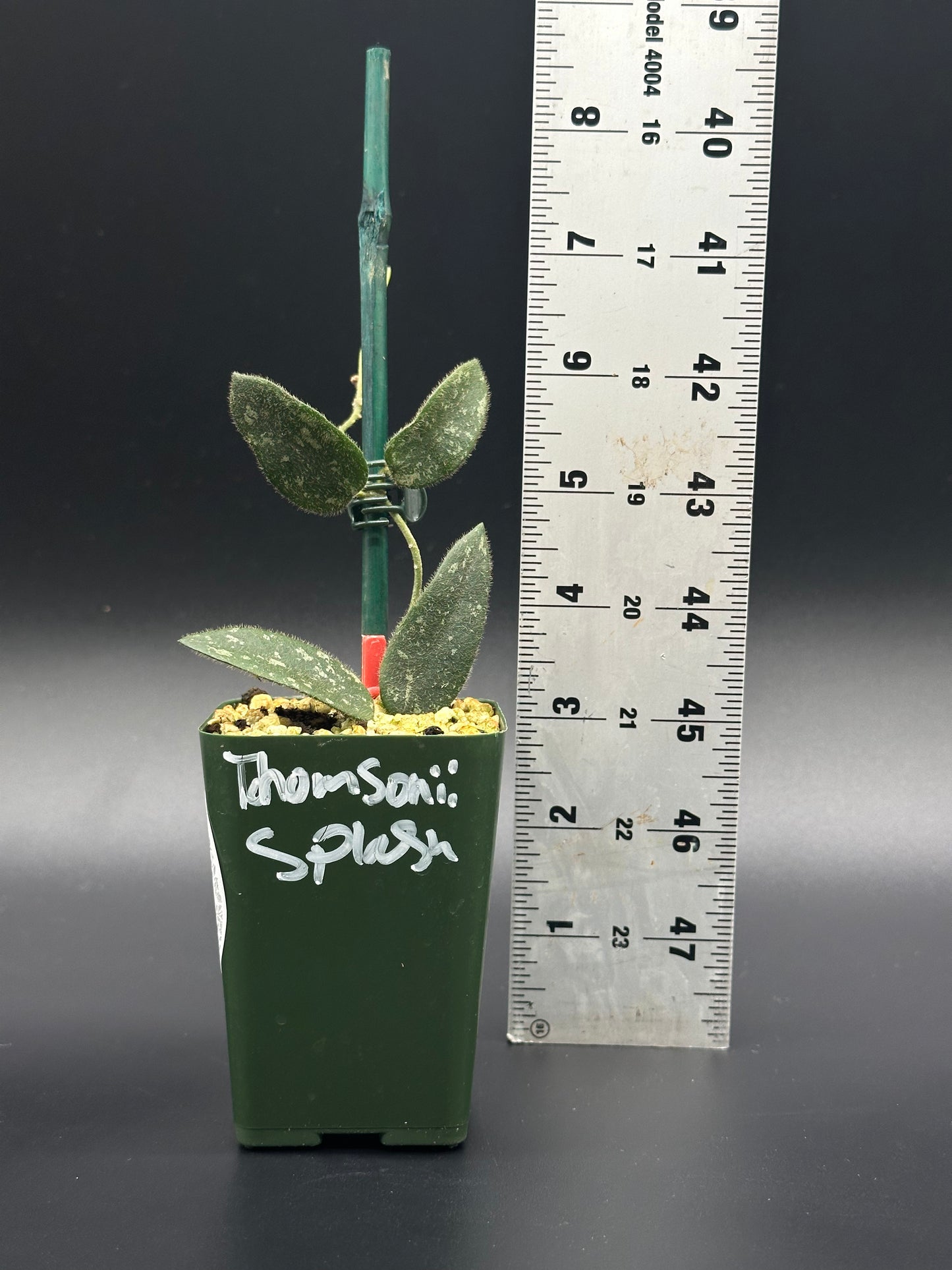 Hoya Thomsonii 'Splash' in a 2.25-inch pot, shown with a ruler for scale, highlighting its unique leaf pattern. Ideal for exotic plant enthusiasts.