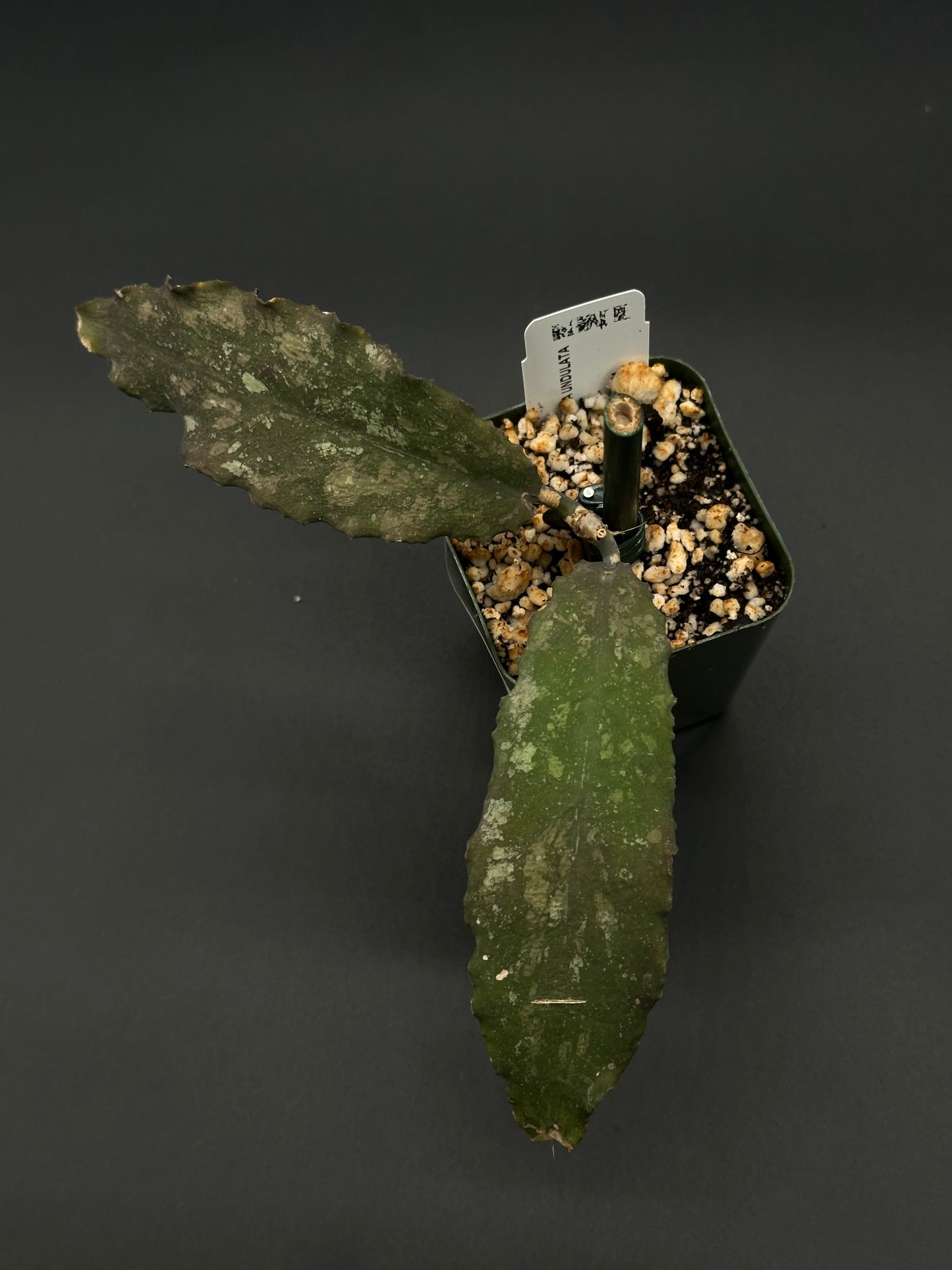 Hoya Undulata (515W11) fully rooted in a compact 2.25-inch pot, showcasing its distinctive wavy leaves, ideal for exotic houseplant enthusiasts.
