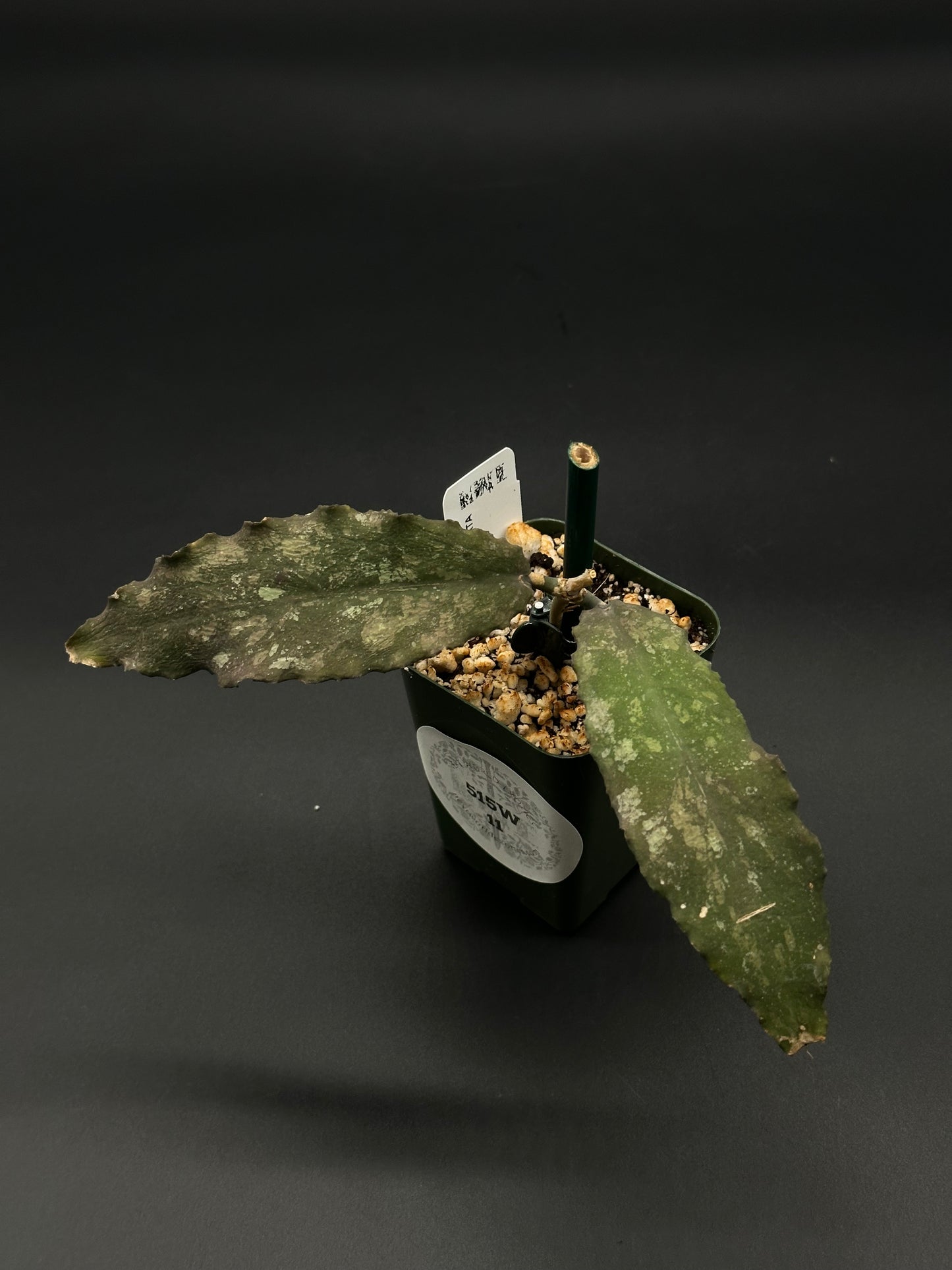 Hoya Undulata (515W11) in a 2.25-inch pot, showcasing its unique foliage, ideal for collectors seeking rare, variegated tropical houseplants from Next World Exotics.
