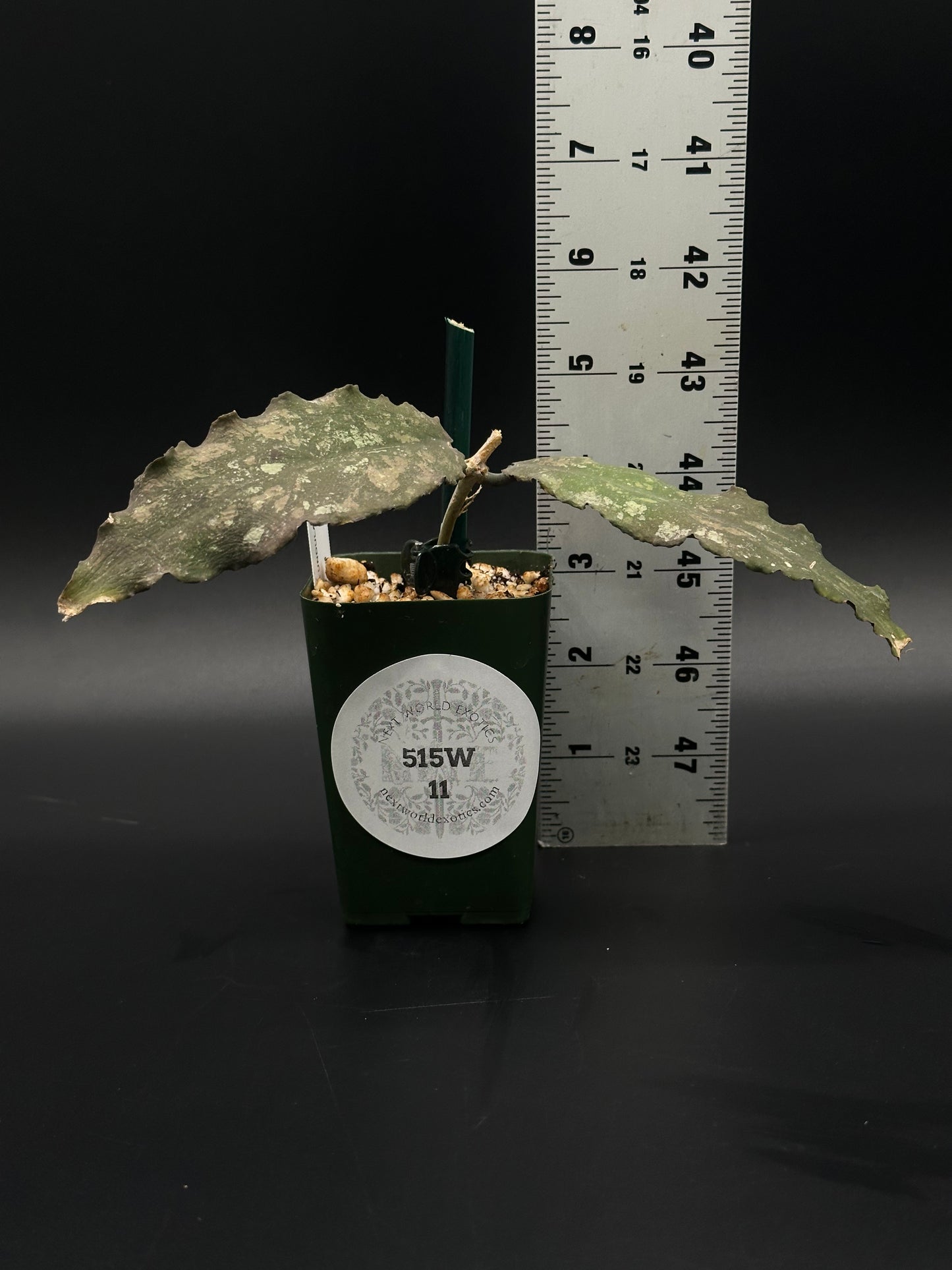 Hoya Undulata (515W11) fully rooted in a small 2.25-inch pot, part of Next World Exotics' collection of rare, variegated tropical houseplants.
