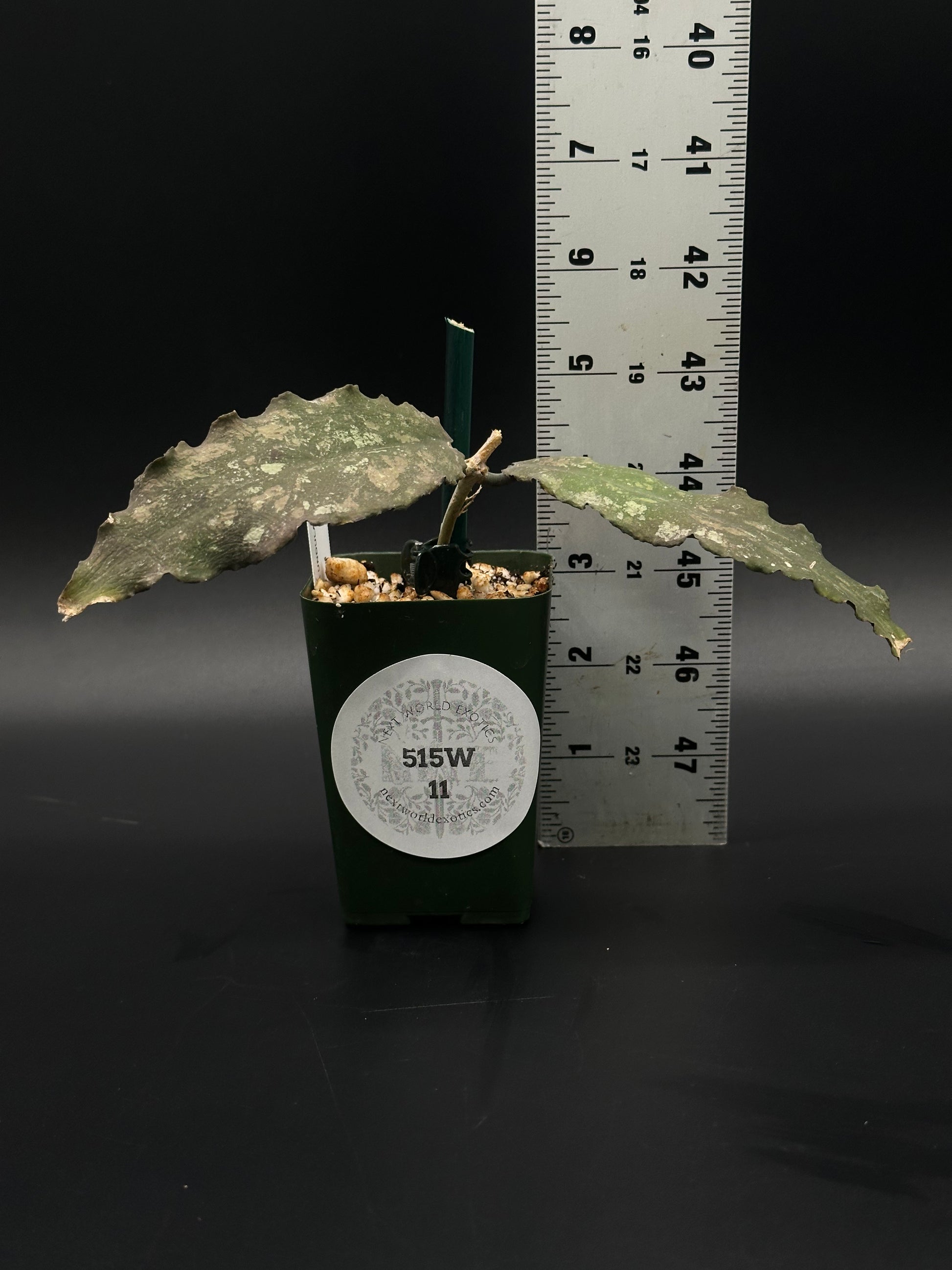 Hoya Undulata (515W11) fully rooted in a small 2.25-inch pot, part of Next World Exotics' collection of rare, variegated tropical houseplants.