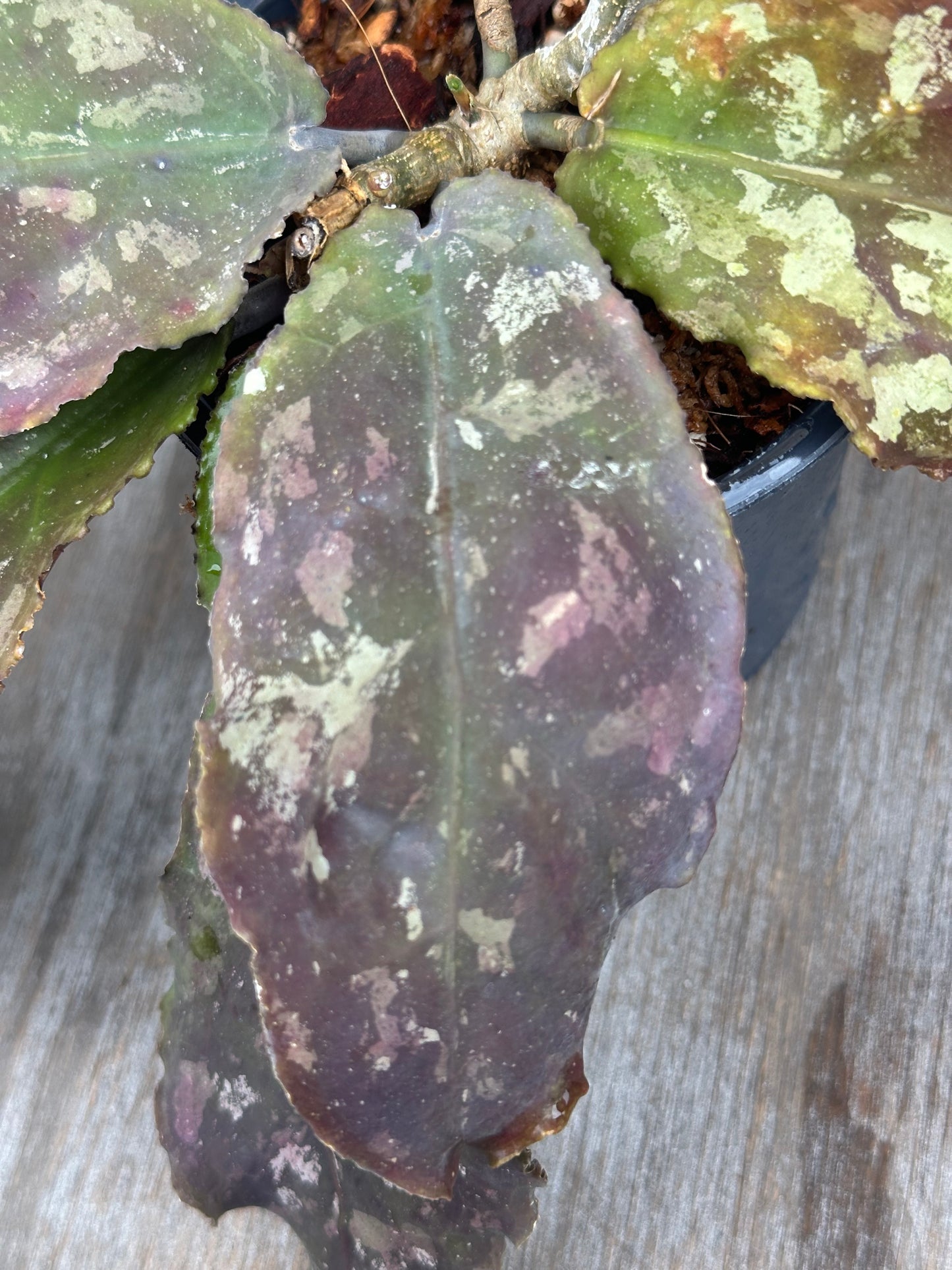 Hoya Undulata 803WEB014