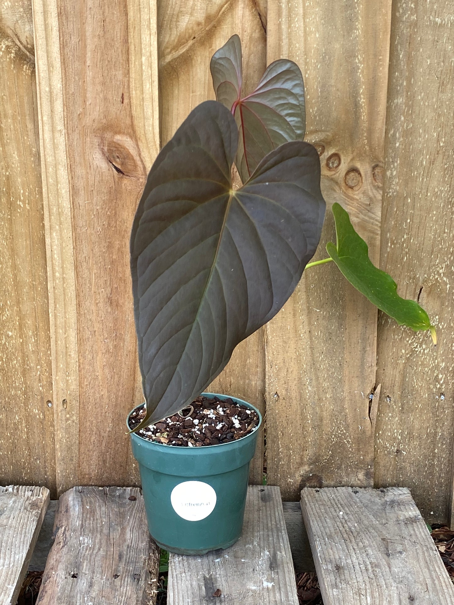 Anthurium Moodeanum/Red Beauty