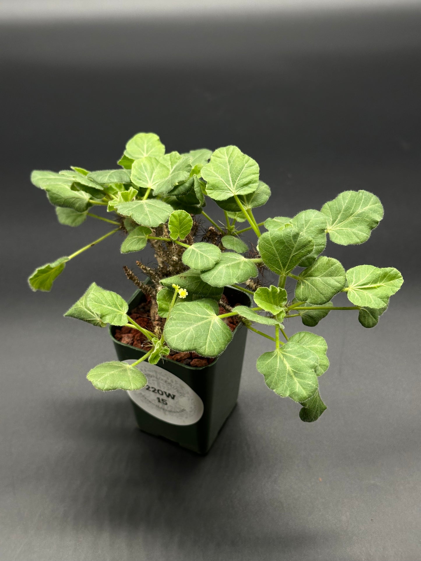 Jatropha Marginata in a small pot, featuring close-up views of its unique, variegated leaves, ideal for exotic houseplant enthusiasts.